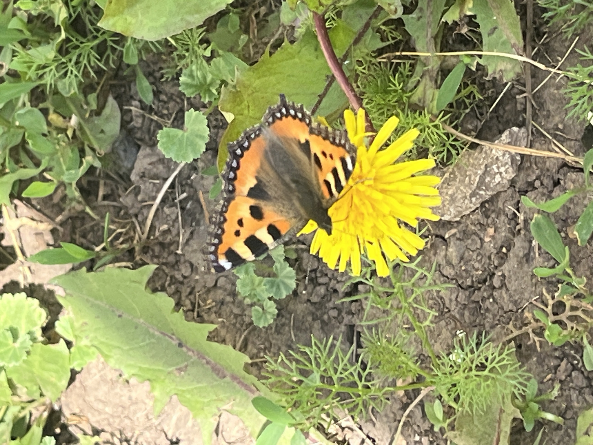 A butterfly with orange and black markings rests on a yellow dandelion flower, which is situated on cracked brown earth surrounded by green foliage. The scene appears to be outdoors, possibly in a garden or natural setting. The background shows more green leaves and dry, light-colored debris. The lighting suggests it is daytime. No people are visible. The location is specified as Bolshoy Gondyr, Russia.