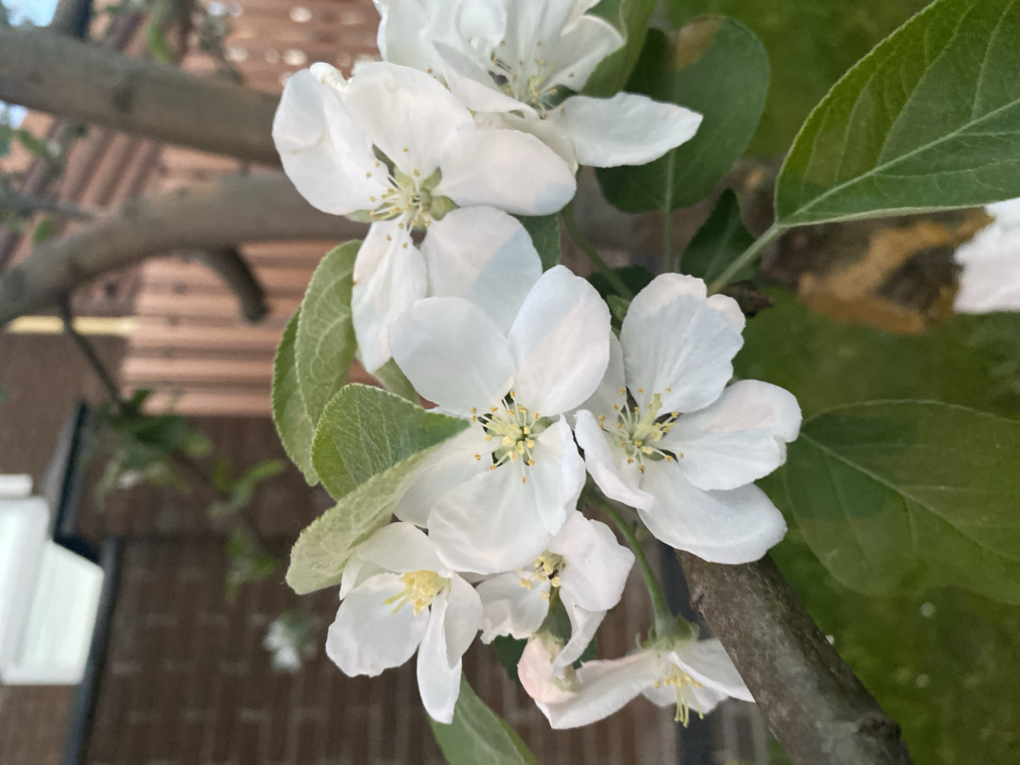 A close-up shot features a cluster of white apple blossoms against a backdrop of foliage and a wooden structure. The blossoms, with their delicate petals and yellow stamens, are the focal point. Green leaves are interspersed among the flowers. A tree branch is visible, partially obscured by the blossoms and leaves. In the background, there is a glimpse of a wooden structure, possibly a fence or building, with a horizontally slatted design. The environment suggests an outdoor setting, possibly a garden or orchard. The image location is not discernible from the visual content of the image. Therefore, specifying the location as Moscow, Russia, is not possible based solely on the image's content.