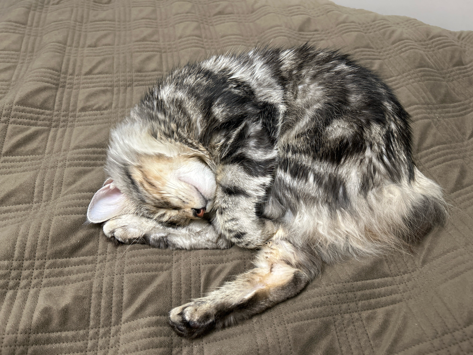 A silver-grey tabby cat is curled up asleep on a brown quilted comforter. The cat's fur is long and fluffy with distinct black stripes. Its eyes are closed, and its paws are tucked close to its body. The comforter has a diamond-shaped quilted pattern. The image was taken indoors, likely in a bedroom, with a soft, diffused light source. There are no people or other animals visible in the frame. The setting is neutral and does not provide any specific geographical clues, therefore no location in Moscow, Russia can be identified.