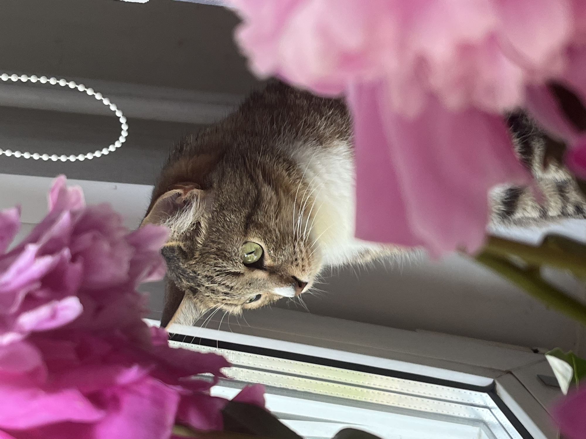 A tabby cat with green eyes is perched on a windowsill, looking out of the window. The cat is partially obscured by two large pink peonies in the foreground and background. The window has blinds with a beaded pull string. The scene suggests a domestic setting, likely an apartment, in Izhevsk, Russia.