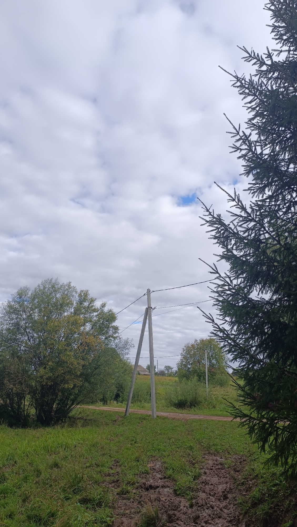 This image depicts an outdoor scene in Karsha, Russia, likely during daytime under cloudy skies. In the foreground, there is muddy ground with green grass. To the right, a large, dark green fir tree dominates the frame, its branches extending towards the sky. In the middle ground, a dirt road curves through a grassy area. Two grey utility poles with wires are visible along the road. To the left of the road, a large, bushy tree with green and yellow foliage stands. Further back, there are more trees and a small building with a pitched roof can be glimpsed in the distance. The sky is filled with a mix of white clouds and patches of blue sky. There are no people or animals visible in the image.
