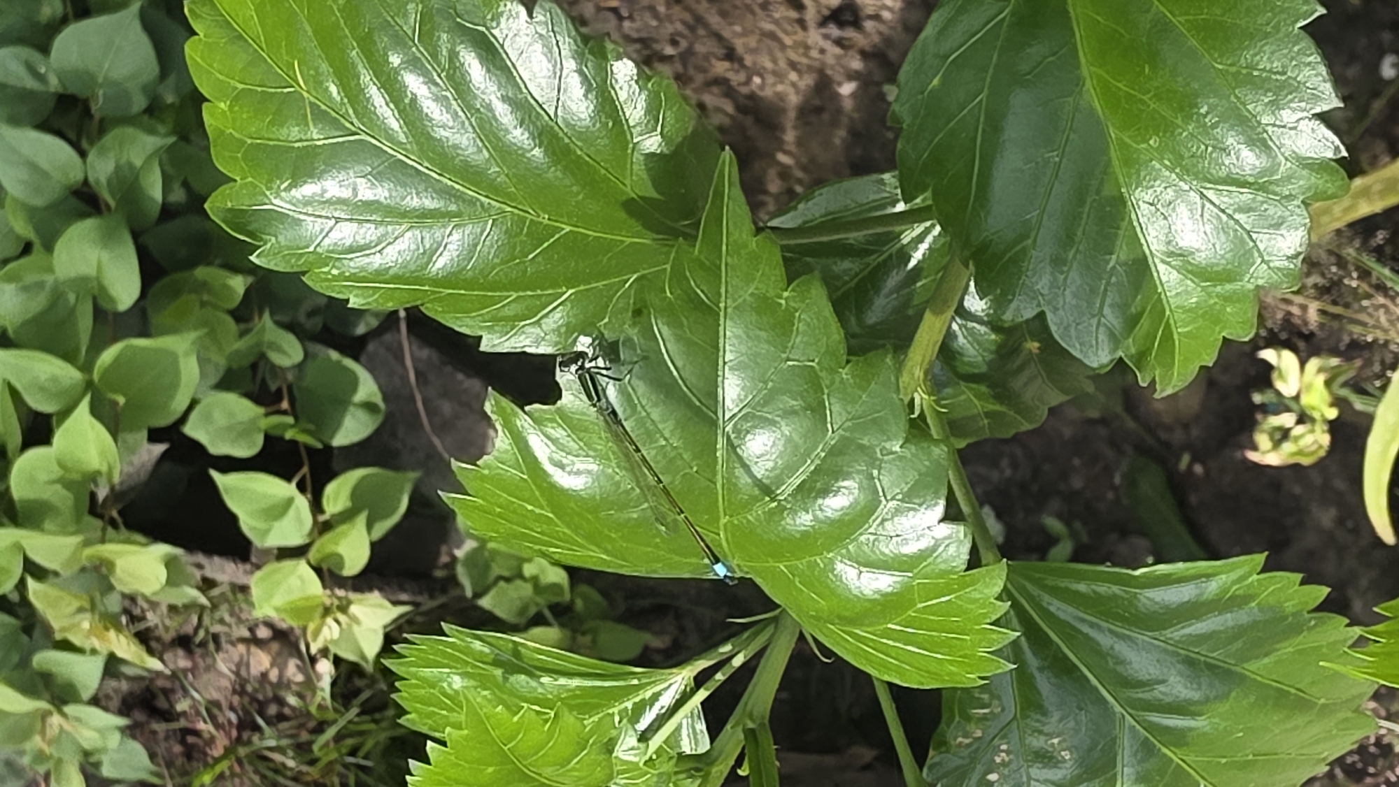 A vibrant green scene captures a damselfly perched on a large, shiny green leaf with serrated edges. The damselfly is slender with a predominantly dark body and distinctive blue markings. The leaf is part of a larger plant or bush. Other leaves, similar in color and texture, surround the main leaf. To the left, smaller round leaves are visible. The location is indeterminate, but it is supposedly in Lhokseumawe, Indonesia. The overall impression is a close-up view.