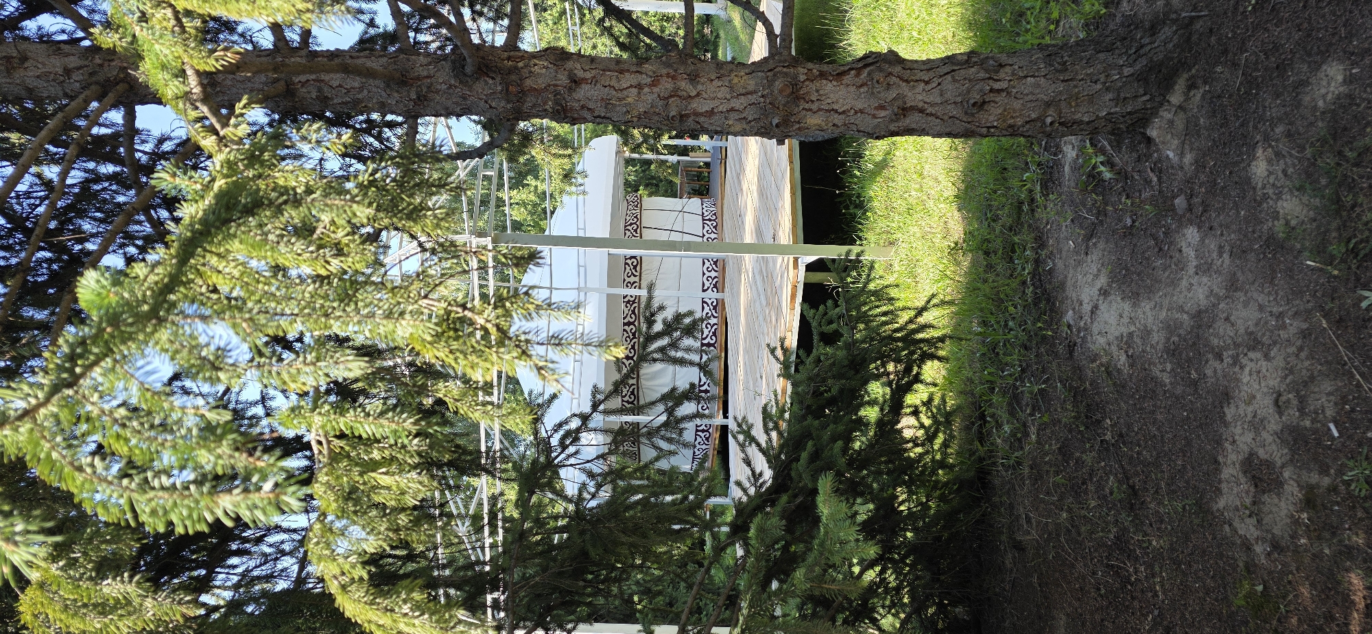 A yurt, a traditional dwelling, is situated on a raised wooden platform in an outdoor setting, partially obscured by the branches of a large coniferous tree in the foreground. The yurt has a white canvas exterior with a dark ornamental border. The platform appears to be constructed from light-colored wooden planks. The surrounding environment consists of green grass and dirt. The scene is bathed in sunlight, casting shadows from the tree and creating a dappled effect on the ground. The image appears to have been taken on a clear day, with a blue sky visible through the tree branches. The overall impression is one of a peaceful, natural setting.