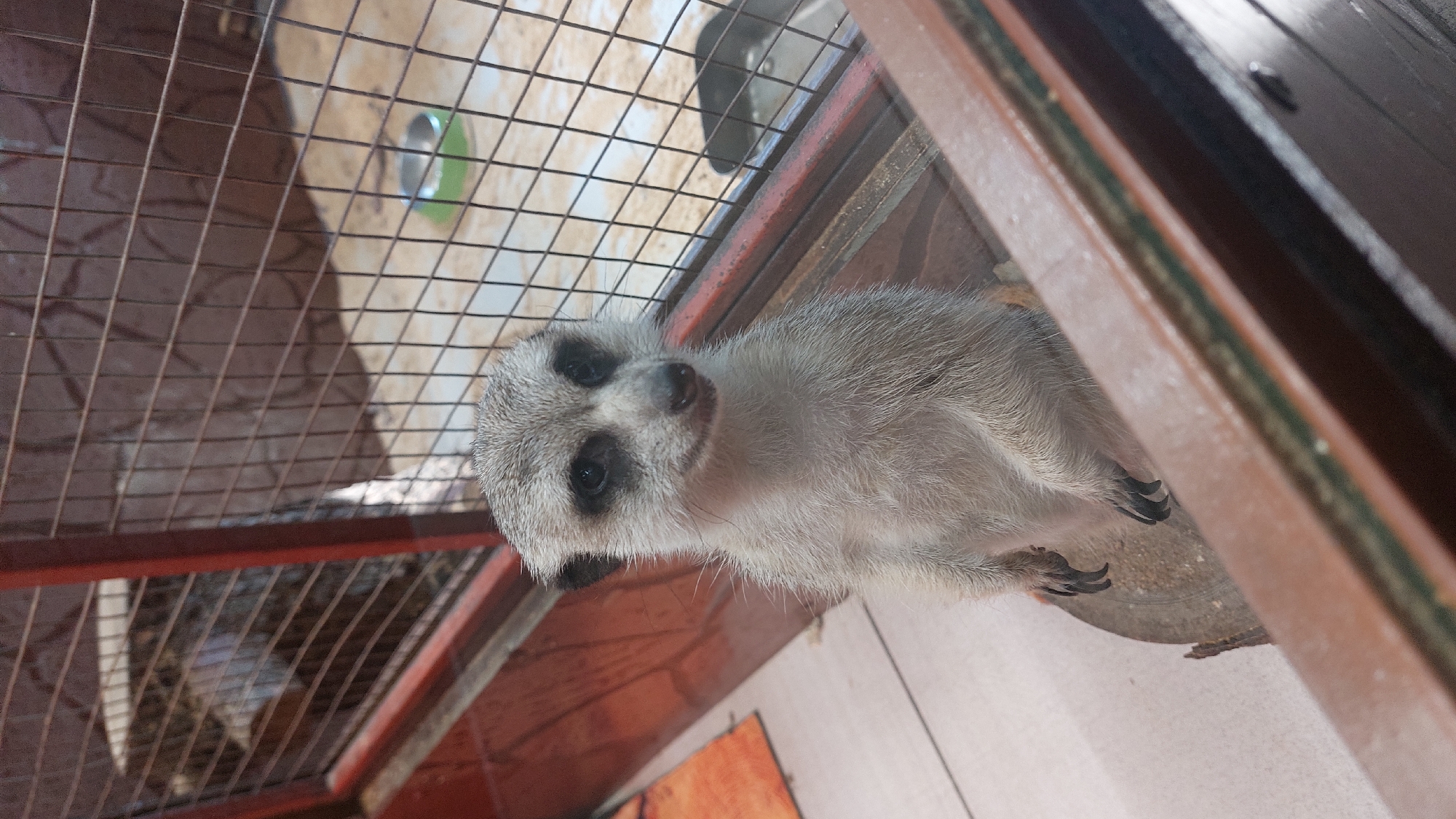 A meerkat stands upright on a wooden log inside a cage. The meerkat is light brown and grey with distinctive black markings around its eyes. It is facing the camera with a slightly open mouth. The cage has a metal wire mesh and appears to be made of wood. In the background, there are other animals and a green bowl. The floor of the enclosure is covered with sand and wood shavings. The scene appears to be a zoo or animal enclosure, potentially located in Yelizovo, Russia, though this cannot be definitively determined from the image alone.
