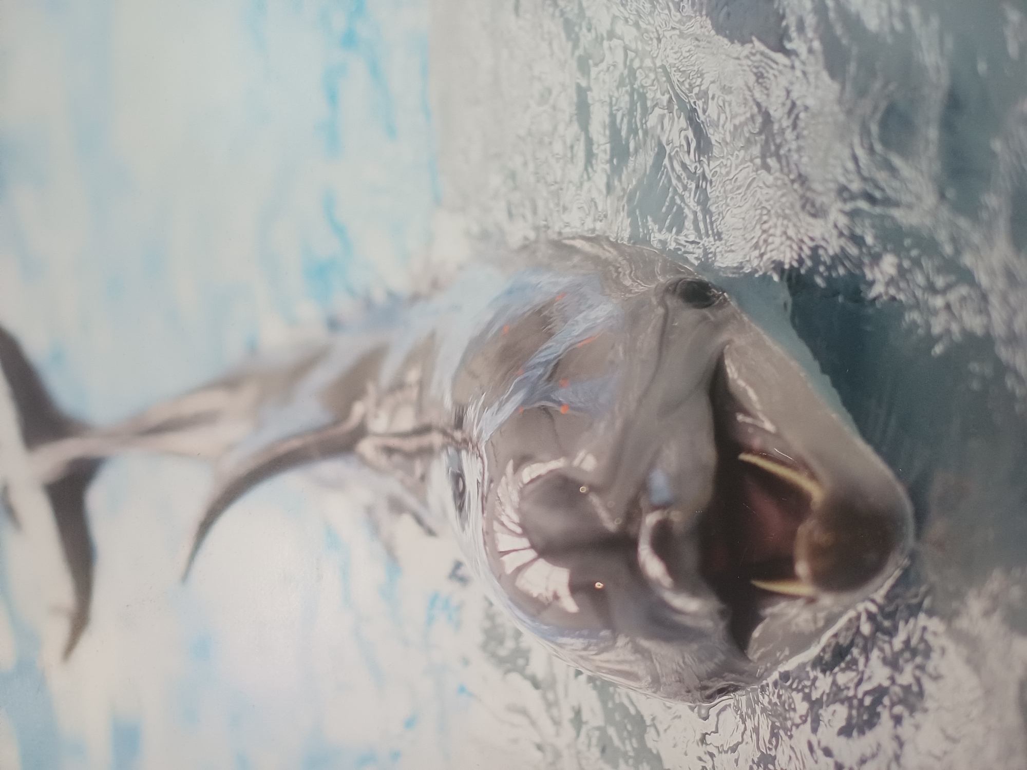 The image shows a close-up, eye-level view of a dolphin emerging from the water. The dolphin's mouth is open, revealing its teeth, and its eyes are visible. The water is calm with ripples, and the background appears to be a light blue and white sky with some cloud-like formations. The image is a photograph, not a painting or illustration. There is no indication of the city of Novosibirsk, Russia, or any other specific location within the image itself.