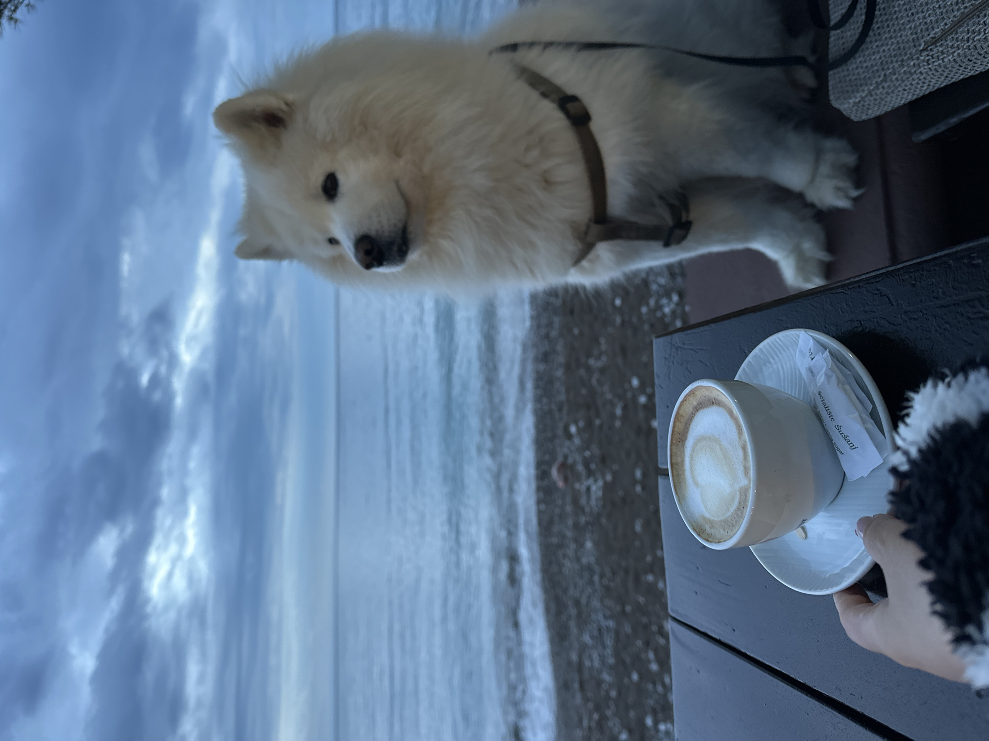 An outdoor scene captured from a slightly elevated perspective shows a serene moment by the sea, likely in Bar, Montenegro. A fluffy white dog, possibly a Samoyed, wearing a light brown harness, sits calmly on a dark surface, looking towards the viewer with gentle eyes.
In the foreground, a human hand, with painted nails and clad in a black and white fuzzy sleeve, gently holds the saucer of a ceramic coffee cup. The cup, filled with a latte or cappuccino featuring artfully frothed milk, rests on a dark table surface. A white sugar packet, displaying the text "scitaliste Sušanj" and "white sugar", is tucked beside the cup on the saucer.
Beyond the table and the dog, a tranquil body of water—the sea—stretches to the horizon, with subtle waves breaking on a pebbly or rocky shore. The sky above is overcast and filled with soft, diffused clouds in varying shades of blue and gray, suggesting either an early morning, late afternoon, or simply an overcast day. The overall atmosphere is peaceful and relaxed, depicting a companionable moment enjoying coffee with a dog by the coast.