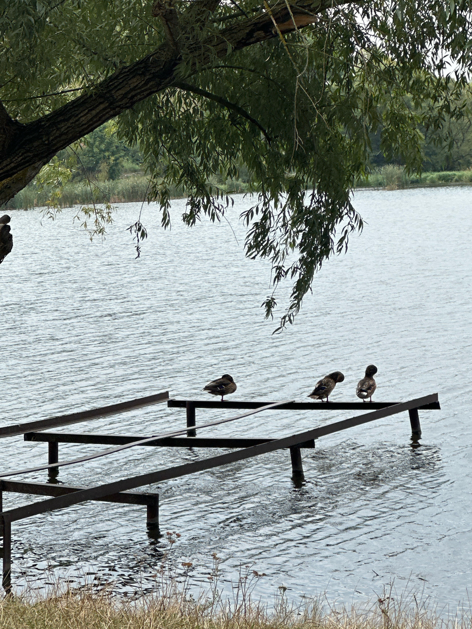 Three ducks are perched on a dark metal structure extending over rippling water. The structure appears to be a dock or a boat slip. The ducks are positioned at intervals along the top surface of the structure. The water is a muted blue-grey, reflecting the overcast sky. Lush green foliage from a tree hangs over the scene from the left, with its branches and leaves extending down towards the water. In the background, reeds and trees line the opposite bank of the body of water, suggesting a natural or park-like setting. The foreground consists of dry grass and some sparse vegetation. The scene is situated in the city of Makiv, Ukraine.