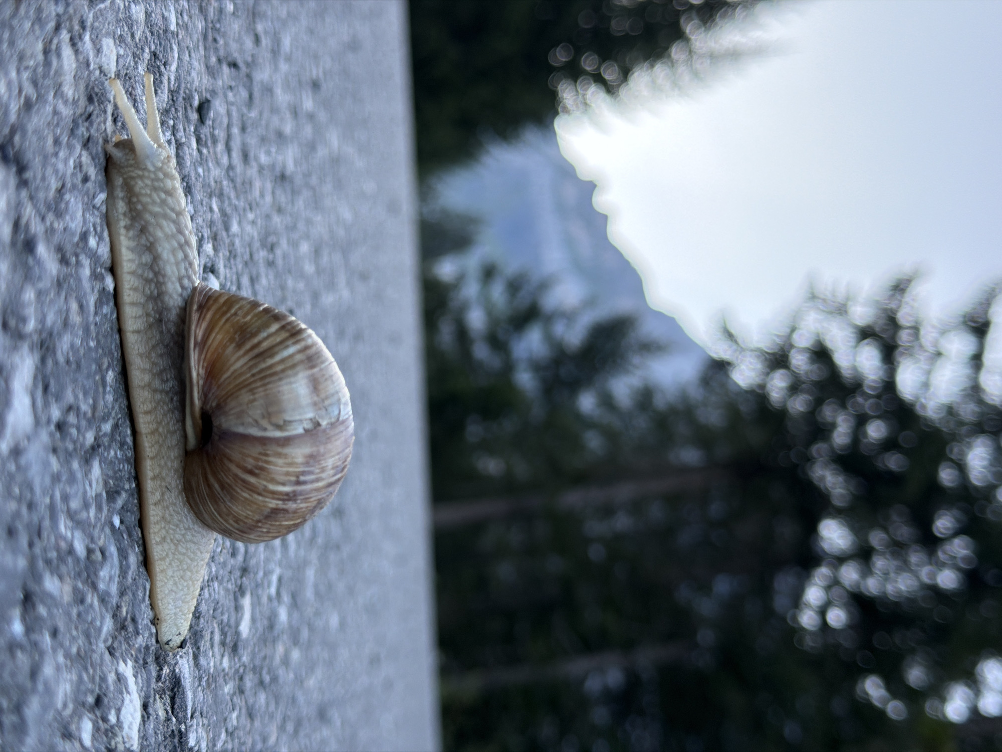 A low-angle, close-up shot captures a snail slowly crawling across a paved surface, likely a road or path, in Kandersteg, Switzerland. The snail, with its distinctive spiral shell and extended antennae, is the primary subject. The background is softly blurred, featuring dark silhouettes of pine trees against a hazy sky and a distant mountain range. The lighting suggests it may be dusk or dawn, or a cloudy day, casting a subdued light on the scene.