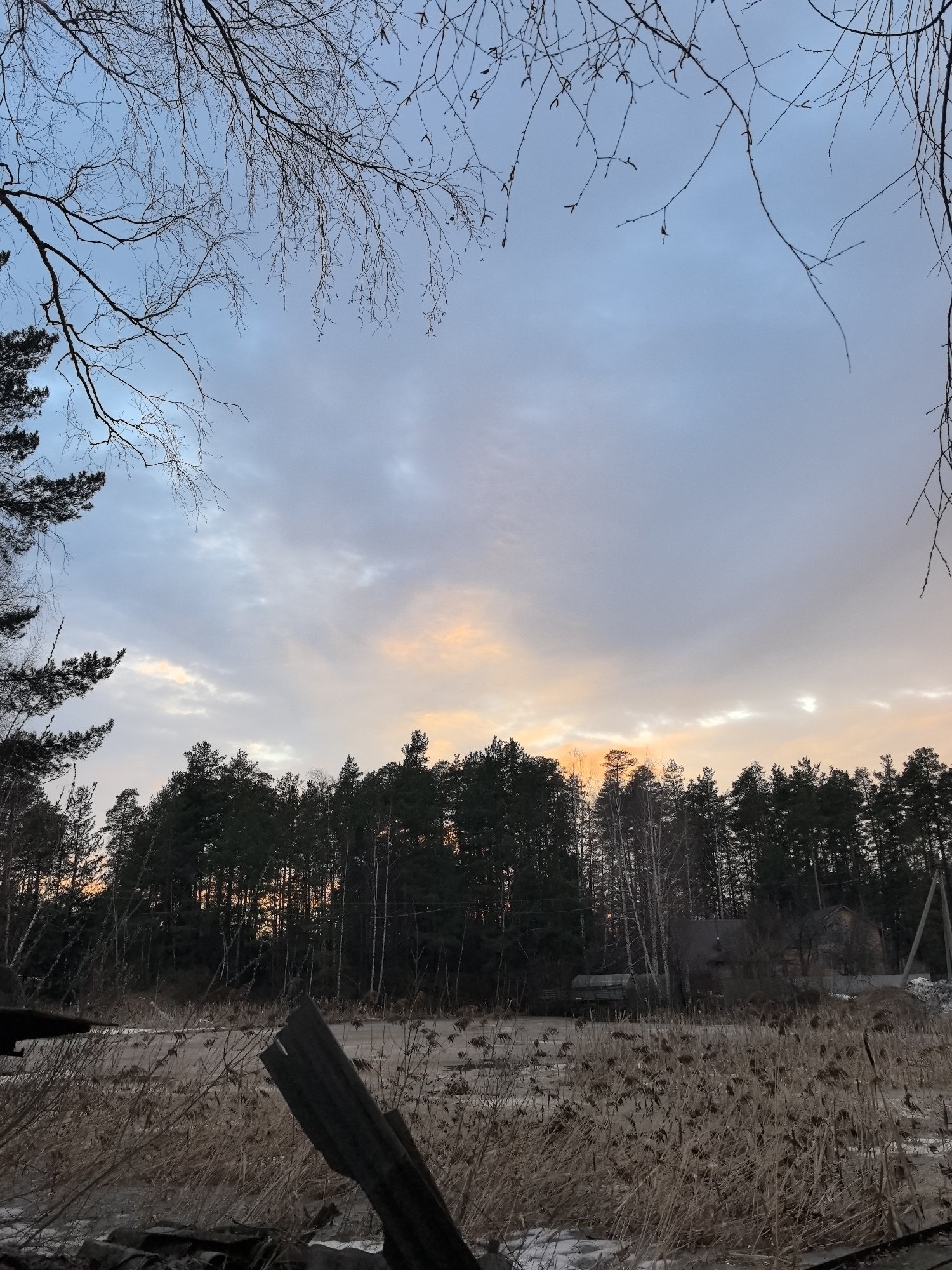 The image depicts a landscape scene in Noviy, Russia, likely during winter or early spring. The sky is predominantly blue with grey and orange-tinted clouds, suggesting either sunrise or sunset. Bare branches from trees frame the top of the image. A dense forest of coniferous and deciduous trees forms the horizon. In the foreground, there is a frozen or partially frozen marshland covered in dry reeds. A piece of broken wooden structure lies amidst the reeds in the lower left of the frame. In the distance, a small, nondescript building is visible partially obscured by the trees. Power lines are seen on the right-hand side of the image. There are no people visible. The overall environment appears cold and barren.