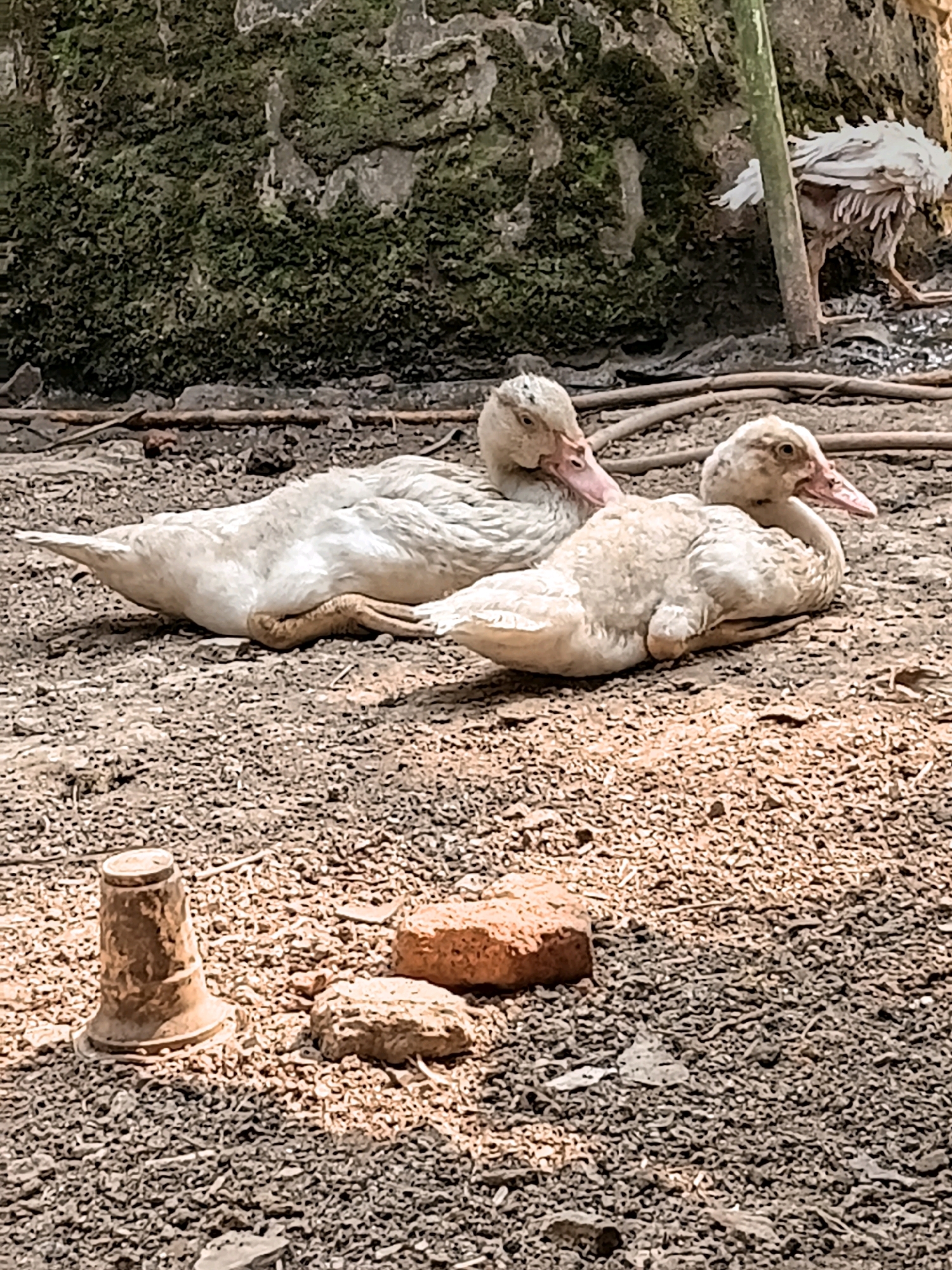 In Margo Rukun, Indonesia, two white ducks are resting on a gravelly ground in front of a moss-covered stone wall. The duck on the left is lying down with its head resting on its body, while the duck on the right is also lying down, facing to the right. In the foreground, there is a small, conical object and two rocks. In the background, a portion of another animal, possibly a white bird, is visible to the right. The scene appears to be outdoors, with natural lighting casting shadows on the ground.