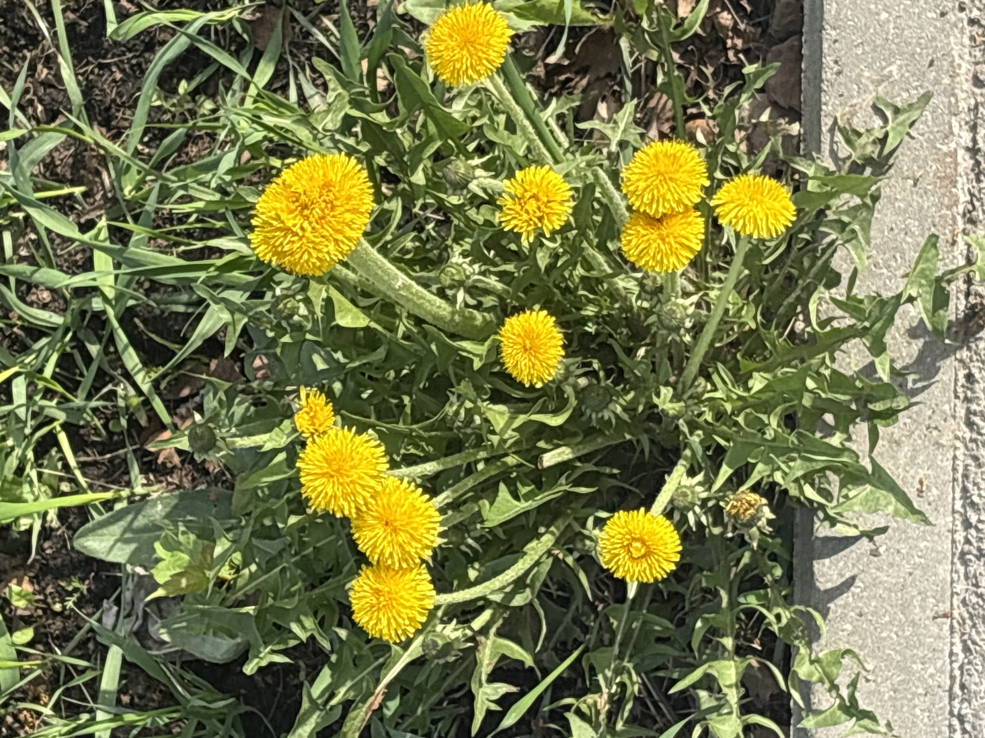 The image shows a cluster of dandelions growing in a patch of grass and soil, adjacent to a concrete curb. The dandelions are in full bloom, displaying their bright yellow, spherical flower heads. The leaves of the dandelions are visible beneath the flowers, characterized by their jagged, toothed edges. The location in the city of Perm, Russia is not discernible from the image.