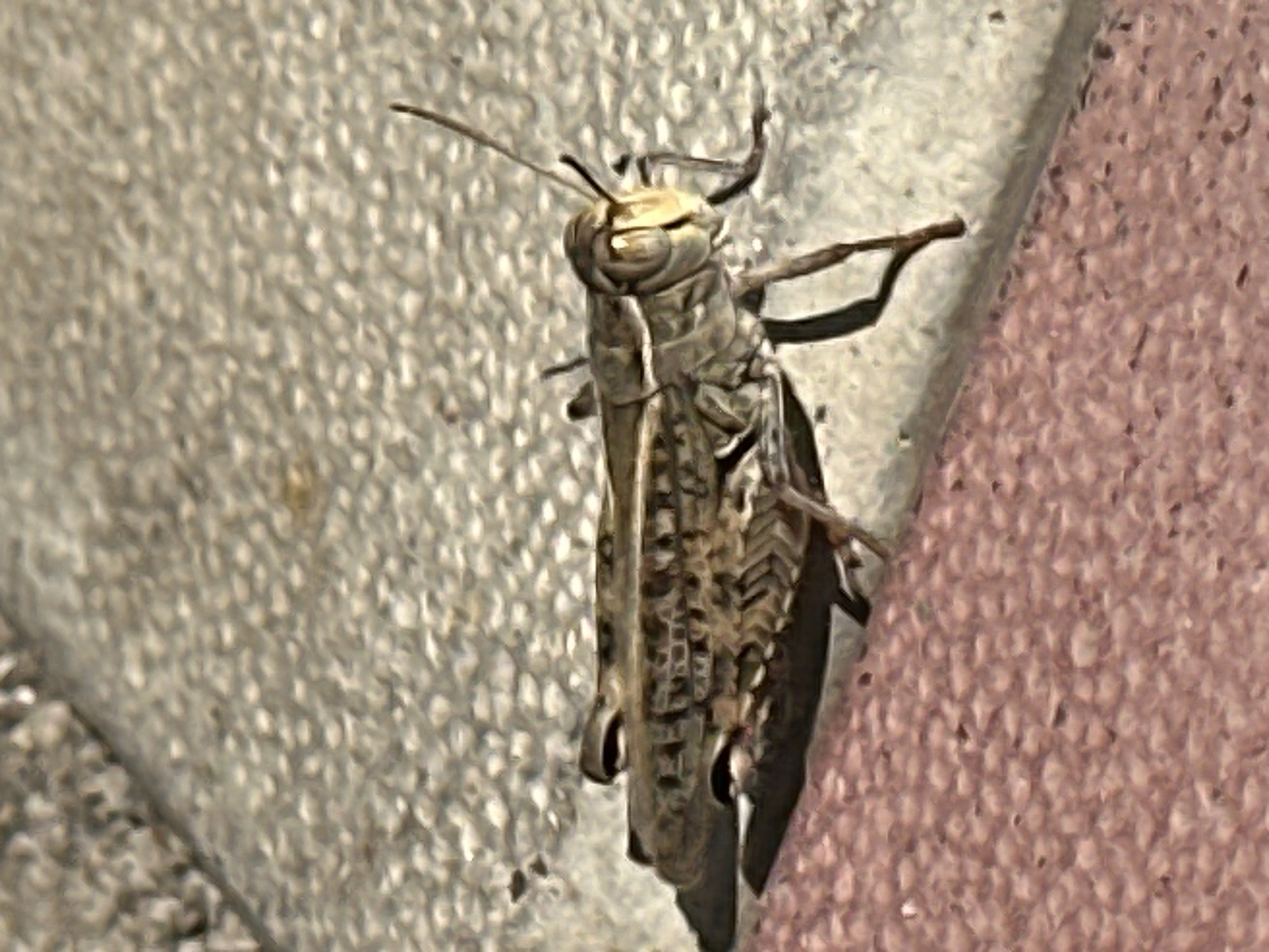 A grasshopper is shown in profile, resting on a textured surface that appears to be a sidewalk or pathway. The ground is divided into two sections: a pinkish-brown textured area in the foreground and a lighter gray textured area in the background. The grasshopper is facing towards the right of the frame. It has a segmented body, visible legs, and antennae. The lighting suggests it is daytime. The image lacks any specific urban features to definitively place it in Lopashchyne, Ukraine, other than the prompt's assertion.