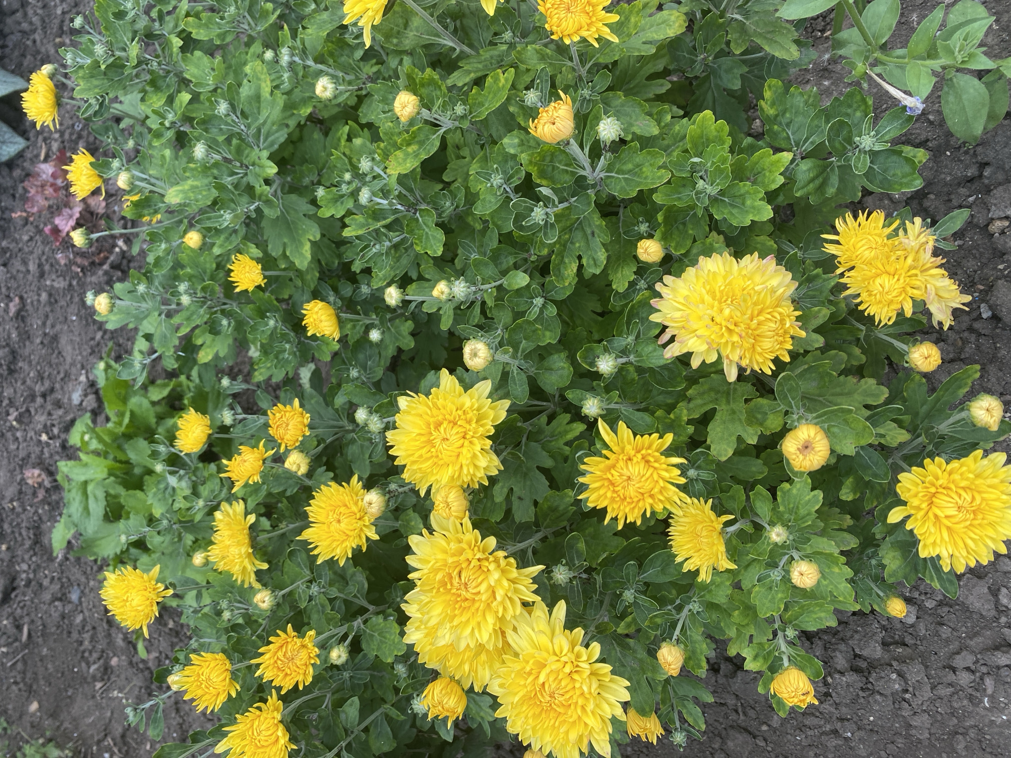 In a garden bed in Bryukhovetskaya, Russia, a cluster of bright yellow chrysanthemums is in full bloom. The flowers, with their many delicate petals, are interspersed with dark green foliage and numerous unopened buds. The ground beneath the plants appears to be dark soil. The lighting suggests it is daytime, with no harsh shadows indicating direct overhead sun. The scene is a close-up view of the flowerbed, with the flowers filling the frame. There are no people or animals visible in the image.