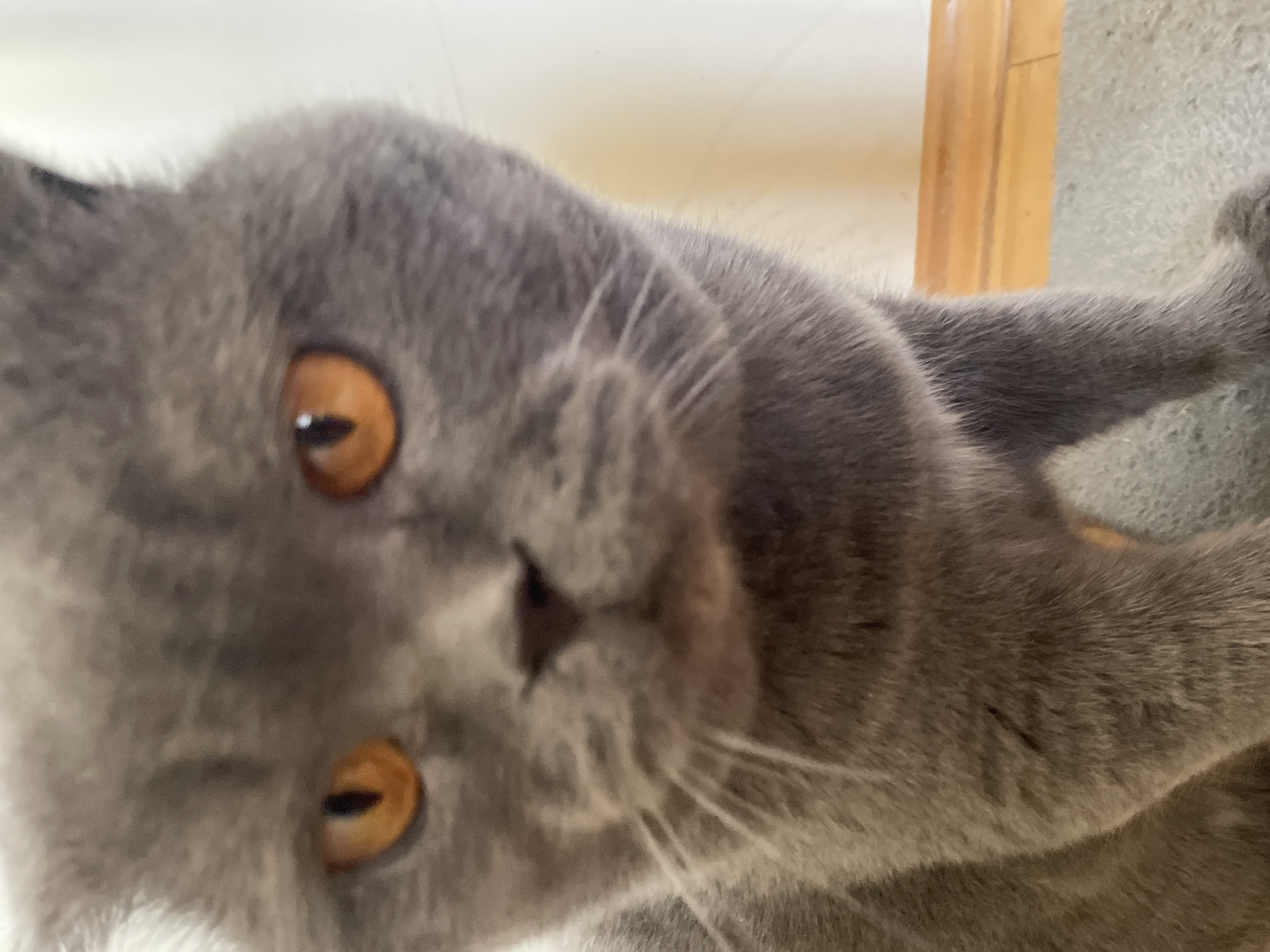 A close-up, low-angle shot features a gray cat with orange eyes. The cat's head is tilted, filling much of the frame, and a portion of its paw is visible in the upper right. A blurred, vertical wooden post is partially visible in the background. The location is Unknown, Unknown.