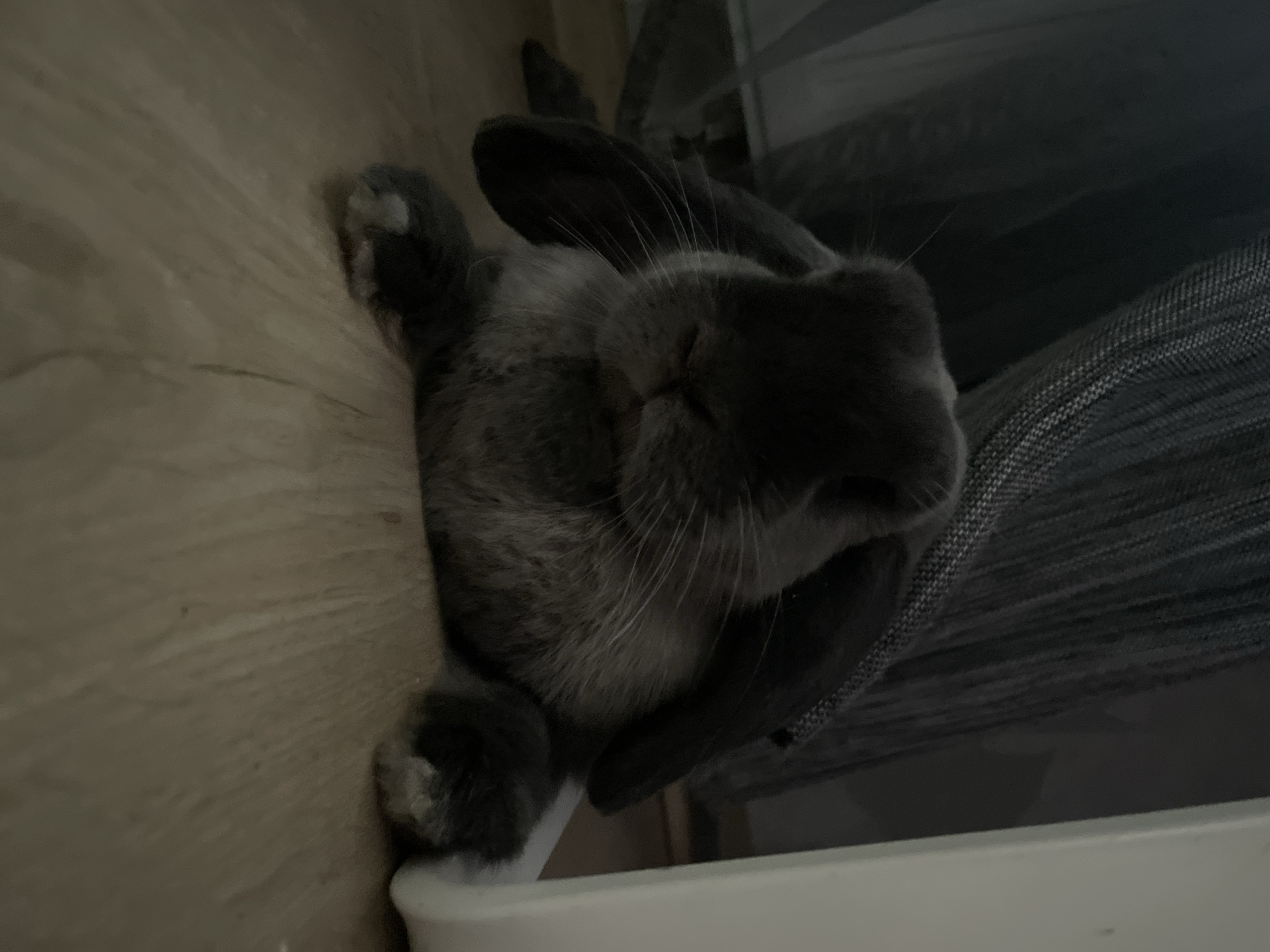 A dark grey domestic rabbit, likely a Lop breed, is observed lying prone on a light-colored wooden floor in an interior setting located in Votkinsk, Russia. The rabbit's body is relaxed, with its head lowered and eyes appearing closed or in a state of rest. Its characteristic long, floppy ears extend downwards along its head. The fur is predominantly charcoal grey, transitioning to a lighter grey or off-white on its chin, chest, and parts of its paws. In the background, dark, textured fabric, possibly drapes or upholstery, occupies the left side of the frame, contrasting with a stark white or light-colored vertical architectural element on the right. The scene is dimly lit, suggesting low ambient light conditions, which contribute to a subdued and intimate atmosphere.