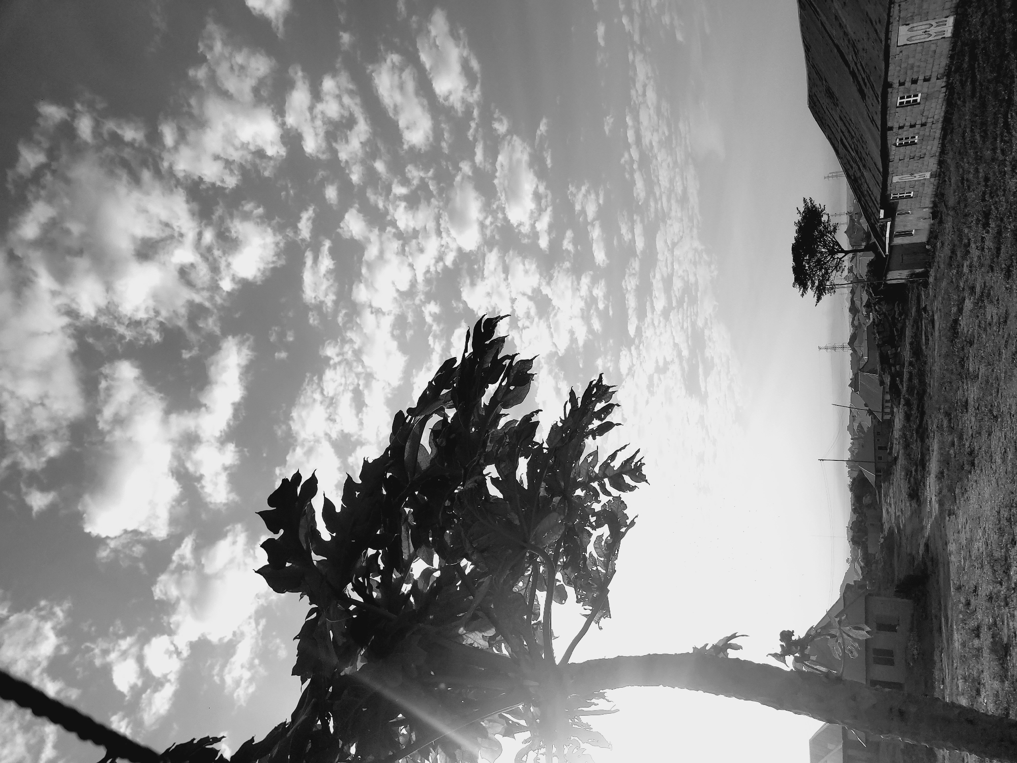 The image is a black and white, low-angle shot of a rural scene in Barakin Akawo, Nigeria. In the foreground to the left, a large tree trunk with sparse, large leaves dominates the frame, with sunlight glinting through its foliage. The background reveals a village with several low-rise buildings constructed from rough-hewn stones and corrugated metal roofs. A dirt road or path winds through the scene. In the distance, the landscape is dotted with more structures, and power lines and pylons are visible against the horizon. The sky is filled with a dramatic array of scattered, white clouds against a bright sky. The overall impression is one of a dry, open, and somewhat sparse rural environment.