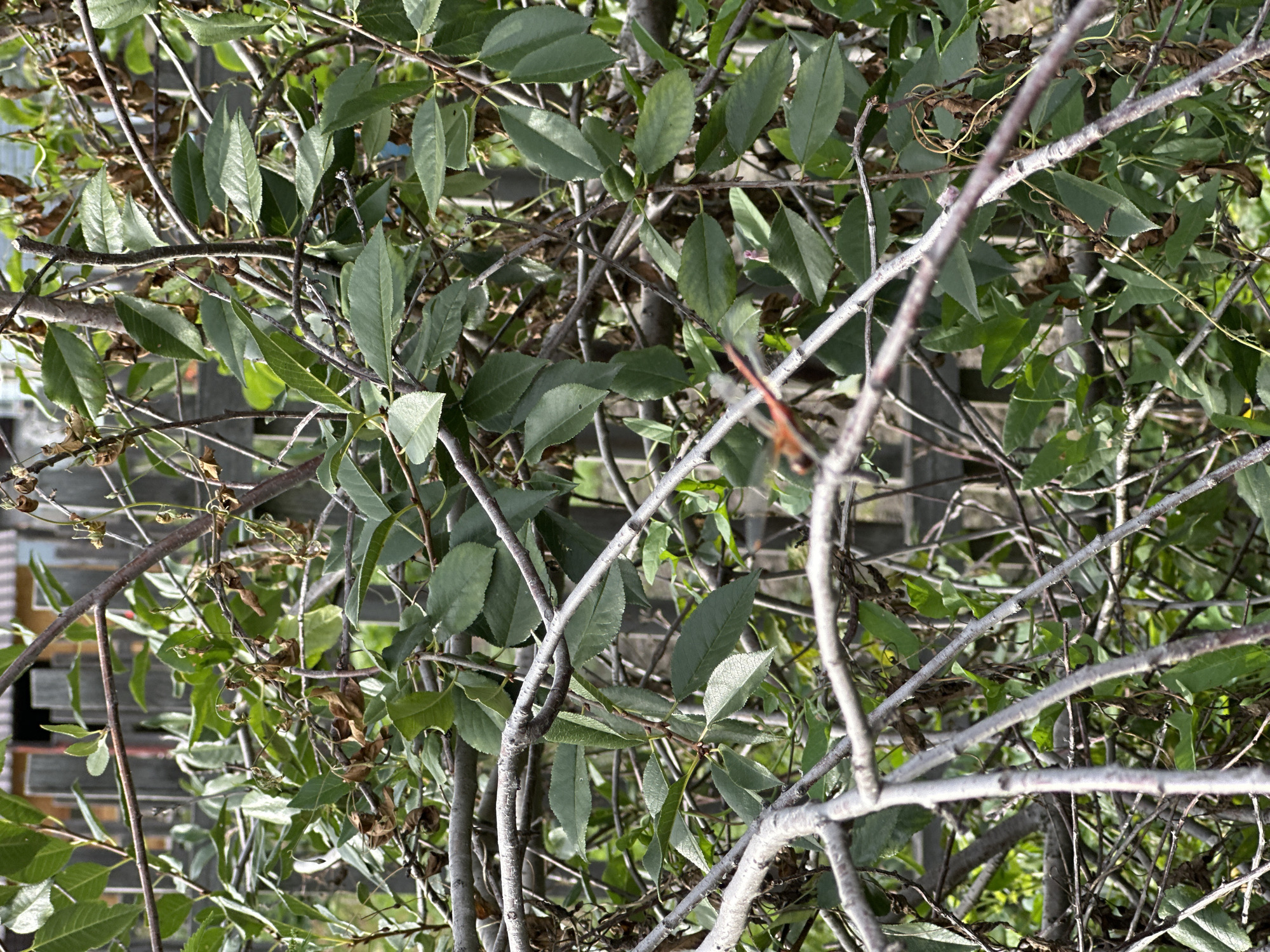 A close-up, eye-level shot shows a dense tangle of branches and green leaves. In the background, a weathered wooden fence is visible. A small, reddish-orange insect with wings is perched on a branch in the lower left quadrant of the image. The scene appears to be outdoors in a natural setting, possibly a garden or backyard in Biysk, Russia. The lighting suggests it is daytime.