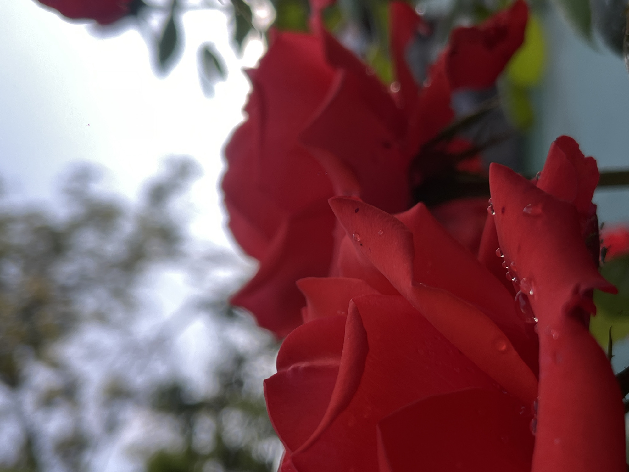 The image is a close-up, low-angle shot of two red roses with water droplets on their petals. The roses are in focus in the foreground, with their velvety red petals creating a rich texture. The background is blurred, showing hints of greenery and a pale sky, suggesting an outdoor setting, possibly a garden. The lighting is soft, and the overall mood is serene and natural. This image was taken in Novopokrovskaya, Russia.