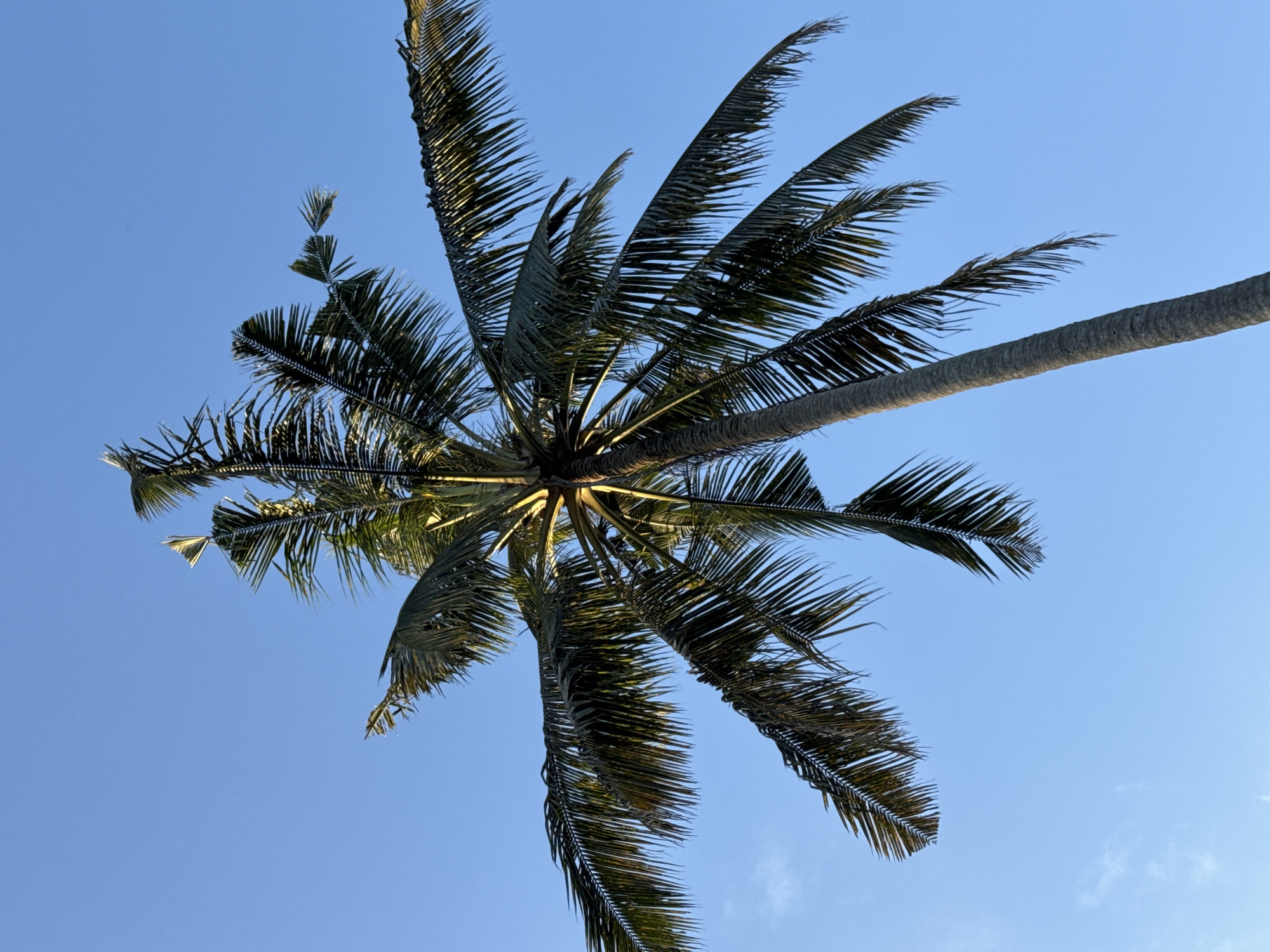 A low-angle, full shot captures a single, tall palm tree against a clear, bright blue sky. The palm tree is oriented diagonally, with its trunk extending from the bottom left towards the upper right. Its fronds spread out radially from the top of the trunk, forming a symmetrical crown that fills the upper portion of the frame. The fronds are a dark green, with some lighter highlights from the sun, and appear somewhat weathered, with some of the leaflets frayed or broken. The sky is a uniform, cloudless blue, suggesting a sunny day. There are no people or other objects visible in the image. The scene appears to be an outdoor environment, possibly in a tropical or subtropical location, such as Ubud District, Indonesia, known for its lush vegetation and clear skies.