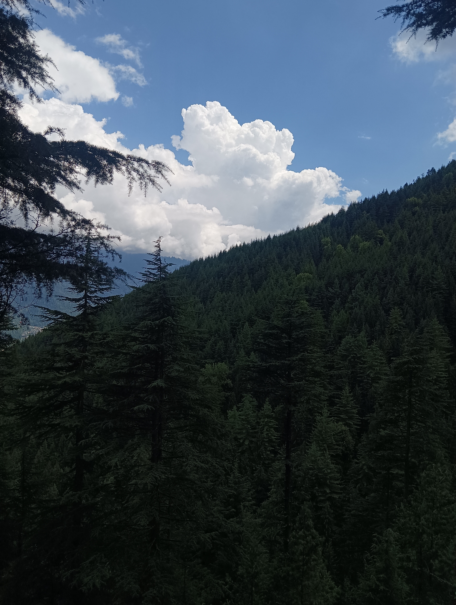 The image depicts a lush, dense forest covering the slope of a mountain, with a bright blue sky and scattered white clouds above. The foreground features dark silhouettes of pine tree branches. The forest is composed of numerous coniferous trees, creating a textured, deep green expanse. In the distance, faint hints of lower mountain ranges and possibly a small settlement are visible through the trees. The overall scene is one of natural beauty and tranquility, characteristic of a mountainous region like Chhyal, India. There are no people or visible human activity in the frame.