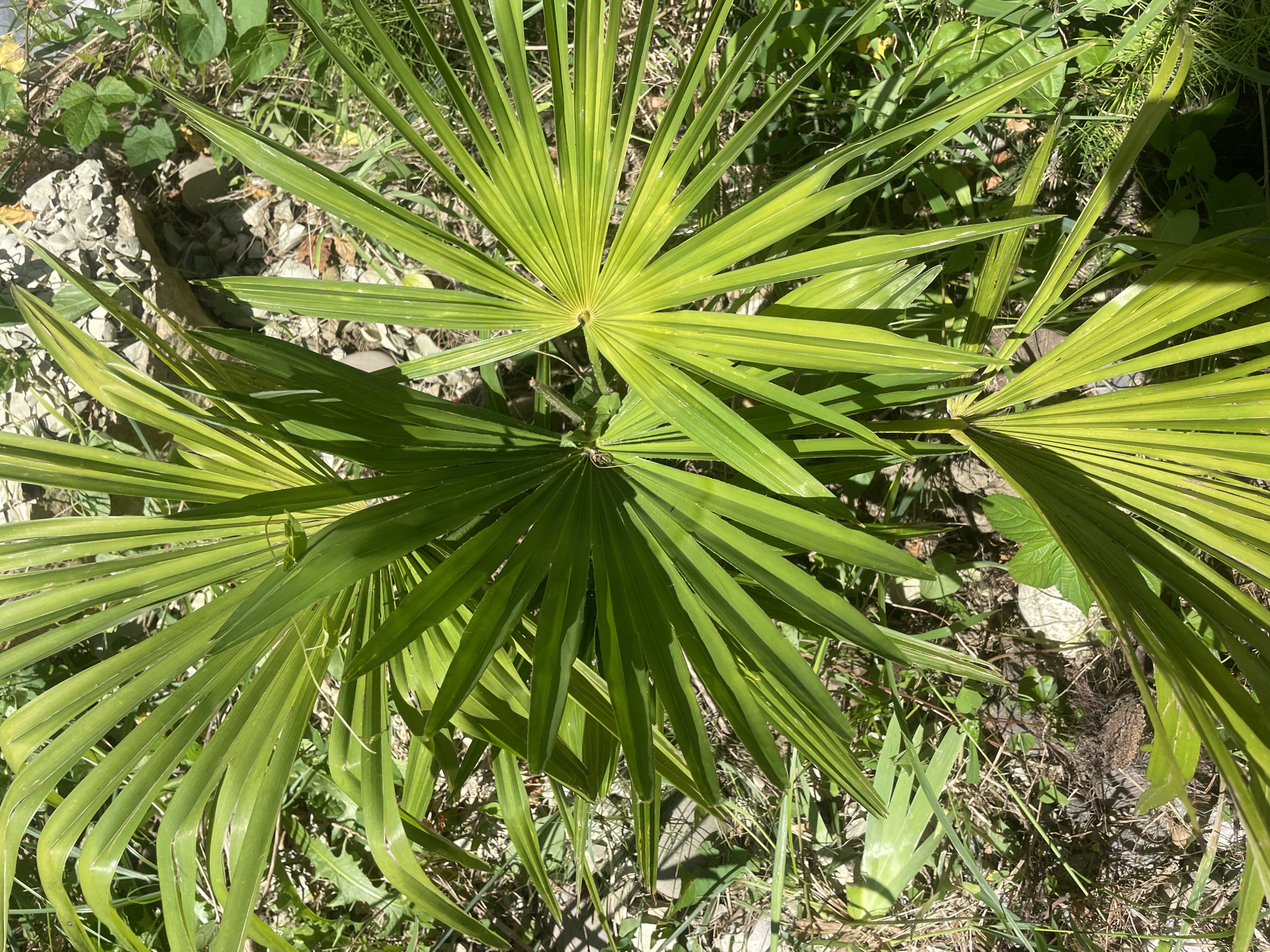 The image depicts a close-up view of a palm tree's fan-shaped leaves, rendered in vibrant green. The leaves are the primary subject, with their segmented structure and pointed tips clearly visible. The background is a natural, outdoor environment, characterized by dry ground, sparse vegetation including grass and smaller plants, and scattered rocks and debris. Sunlight dapples the scene, creating highlights and shadows on the palm fronds and the ground. The overall impression is one of a naturalistic setting, possibly in a garden or wild area. There are no people or animals visible in the image. The context of Baranovka, Russia, is not visually discernible from the image itself.