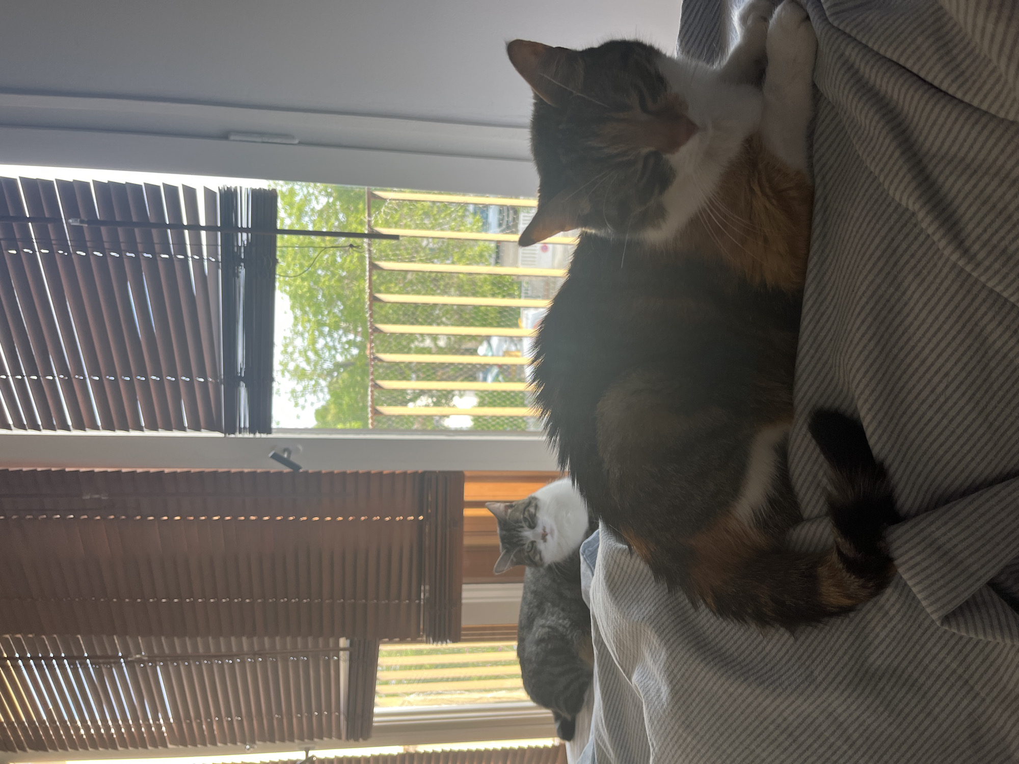 Two cats are lying on a bed in an apartment. The cat in the foreground is a calico cat. The cat in the background is a tabby cat. The cats are in a room with a window with blinds. The window looks out onto a balcony with a railing. The environment is a domestic setting. The city of Fresnes, France is mentioned but not depicted in the image.
