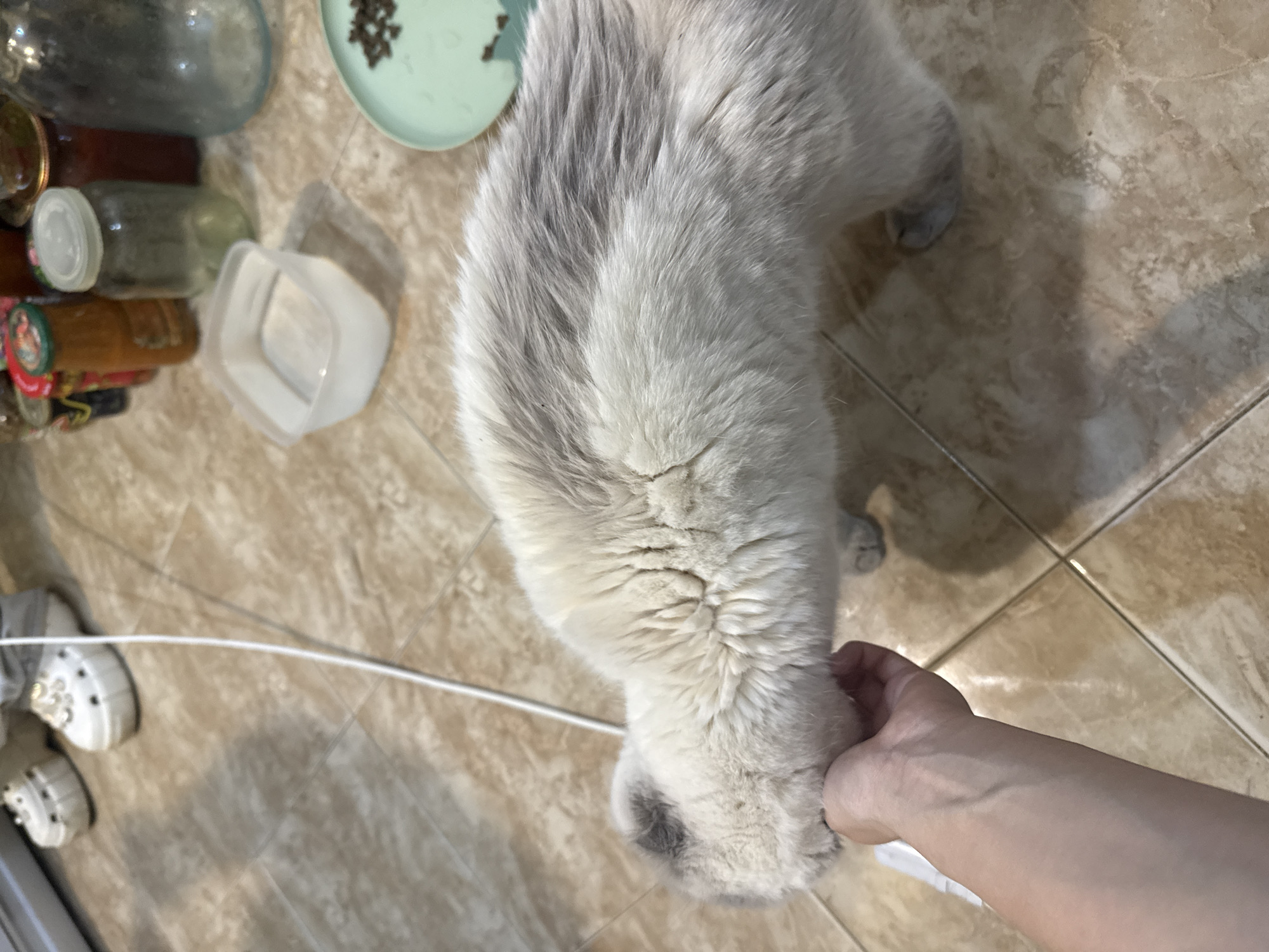 The image shows a person's hand gently stroking the head of a light-colored cat with gray markings on its face and back. The cat appears to be leaning into the touch. The setting is indoors, on a tiled floor, with various jars and a plastic container visible in the background. In the upper left corner, a pair of white shoes with decorative embellishments are visible. The lighting suggests an indoor environment, possibly a kitchen or hallway. The image does not provide any information that would allow for the determination of its location in the city of Dnipro, Ukraine.