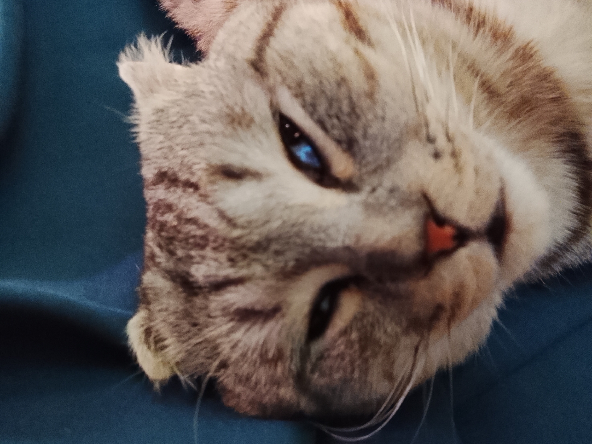 The scene depicts a domestic cat resting on a teal-colored surface, located in Высокиничи, Russia. The cat is positioned on its left side, with its head tilted, and is seen in a close-up, diagonal orientation across the frame. Its fur is a mix of light tan, cream, and brown stripes, characteristic of a tabby or similar breed, with darker brown stripes visible on its forehead and cheek. The cat's left eye, which is partially open, reveals a bright blue iris with a dark pupil. Its nose is a light reddish-orange hue. White whiskers extend from its muzzle. The right side of the cat's face is largely obscured by its position. The background is a plain, dark teal fabric, possibly a blanket or cushion, suggesting an indoor setting. No other subjects or objects are visible.