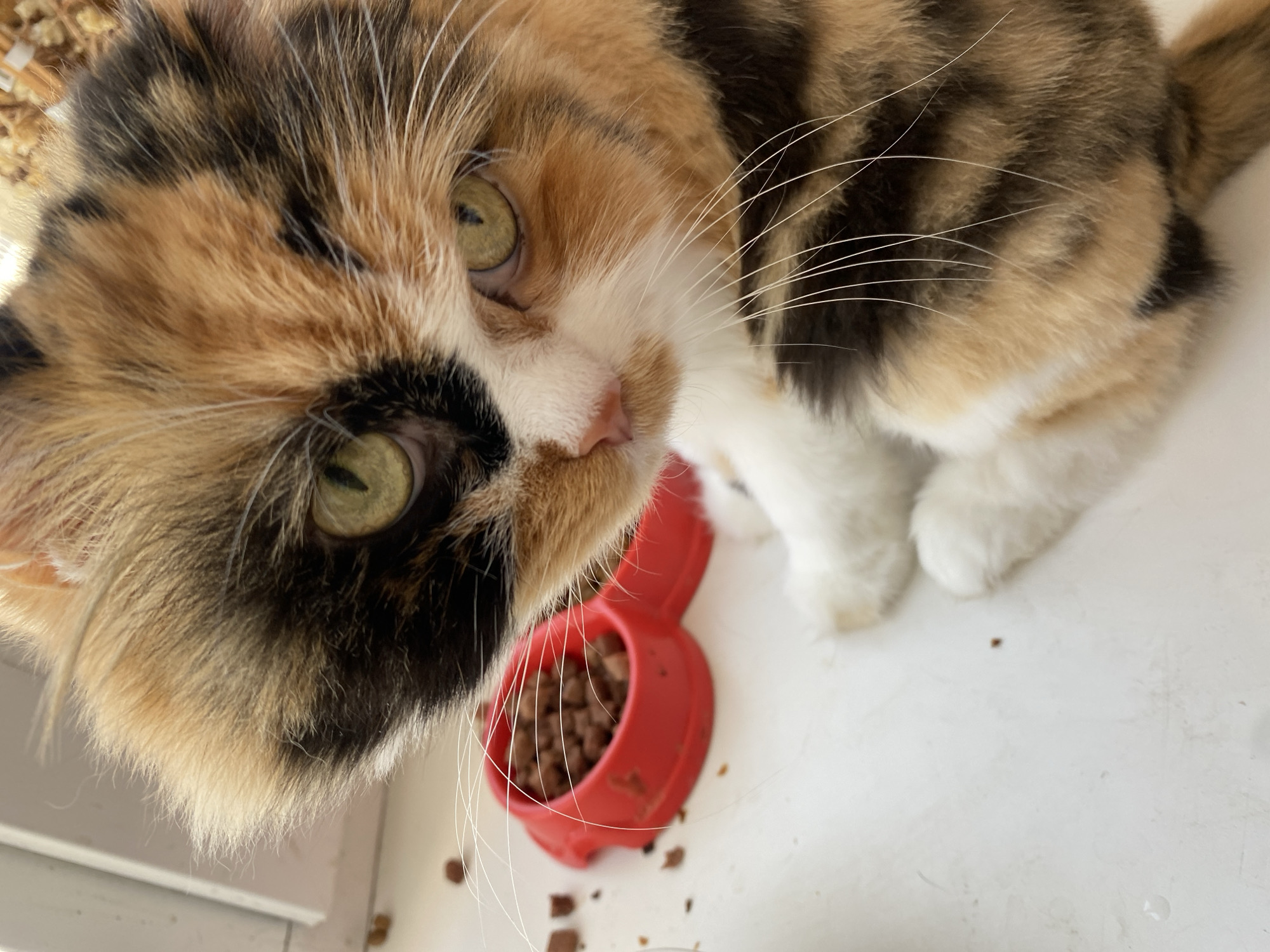 A calico cat with green eyes sits next to a red food bowl filled with kibble on a white surface. Kibble is scattered around the bowl. The cat's fur is a mix of orange, black, and white patches. The background is out of focus, showing what appears to be a window sill. The image was taken indoors. The location in the city of Chornomorsk, Ukraine, is not discernible from the image itself.