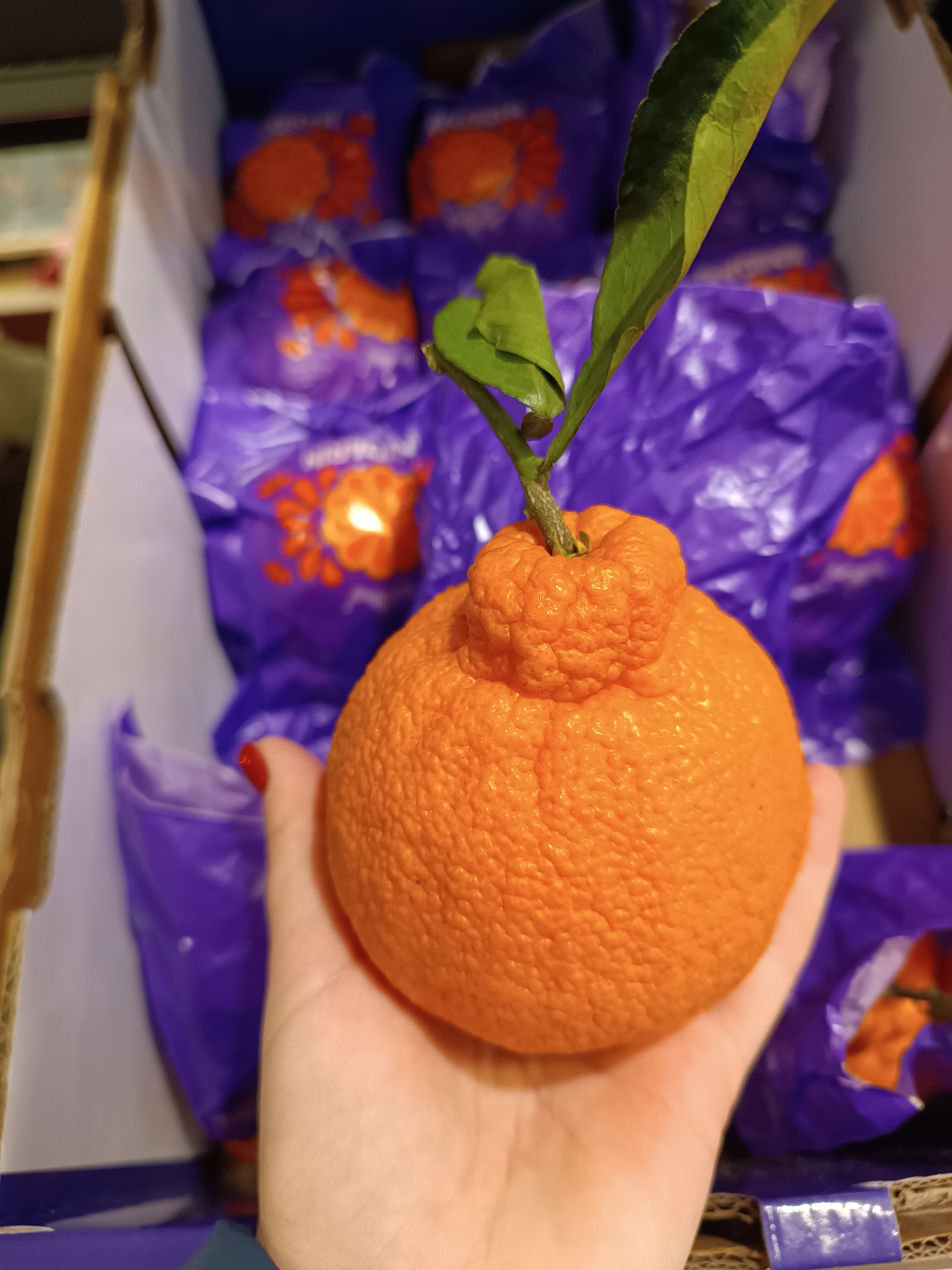 Here is a detailed description of the image:
**Scene:**
A person is holding a large, textured, bright orange citrus fruit, likely a Sumo mandarin, in their open hand. The fruit has a distinctive 'topknot' appearance and a branch with two green leaves is attached. The background is a cardboard box filled with Sumo mandarins individually wrapped in purple plastic with an orange floral design. The scene appears to be indoors, possibly at a grocery store or market.
**Location:**
There is no reliable evidence in the image to confirm that the image was taken in Chaikovsky, Russia.
