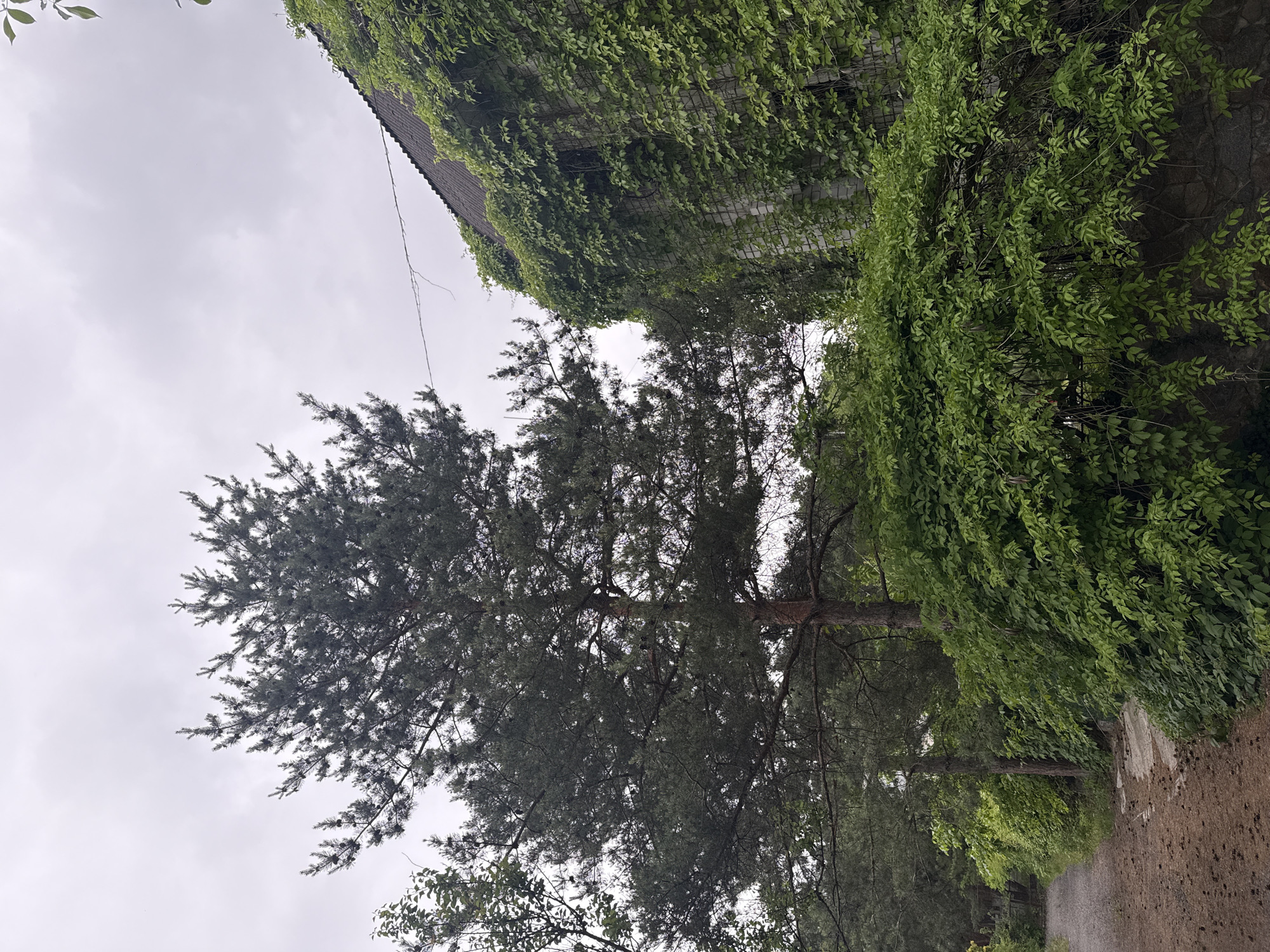 The image presents a verdant outdoor scene in Obukhivka, Ukraine, under an overcast sky. A rustic dirt path or road runs along the lower right portion of the frame, extending into the distance and appearing to be lined with organic debris.
On the left side of the composition, a large, mature coniferous tree, likely a pine, stands tall with dark green needles and branches extending upwards and across the frame. Its dense canopy occupies a significant part of the midground. The sky above is a uniform, bright grey, indicating a cloudy or overcast day with no direct sunlight. A faint wire or line is visible against the sky near the top left.
To the right, a building is heavily enveloped by a thick curtain of vibrant green ivy or climbing vines. The lush foliage completely covers the building's walls, leaving only glimpses of its structure and the dark edge of its roof visible beneath the greenery. Adjacent to the path and below the ivy-covered building, a dense line of green bushes and smaller trees creates a natural barrier, further enhancing the overgrown feel of the environment.
The scene is tranquil and devoid of human presence or activity. There is no visible text. The overall atmosphere suggests a quiet, natural setting where vegetation thrives, almost reclaiming the man-made structure, giving the impression of a secluded and green landscape.