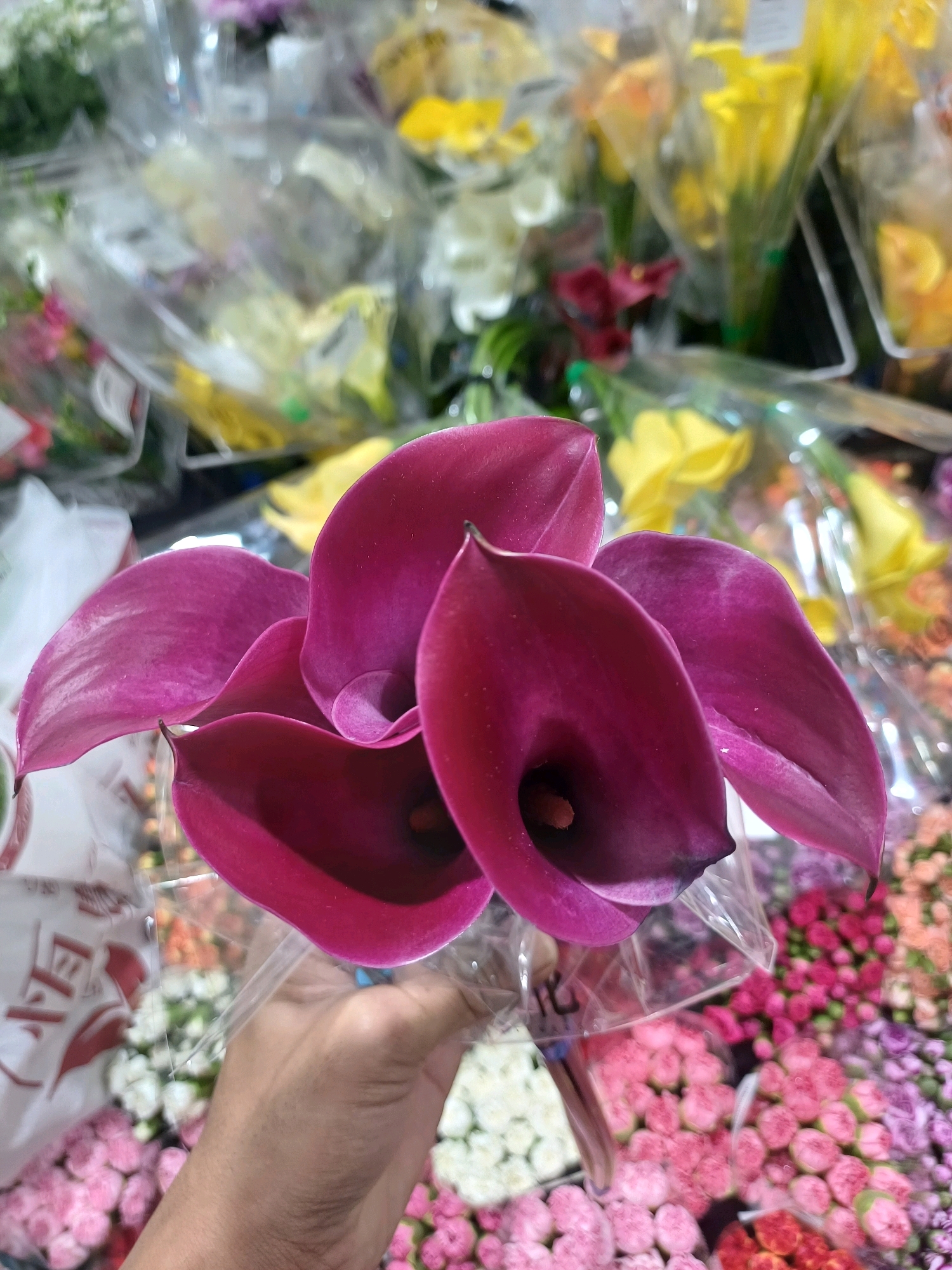 This is a close-up, eye-level, outdoor shot of a hand holding a bouquet of deep magenta calla lilies. The flowers are wrapped in clear plastic. In the background, there are other bouquets of flowers in various colors, including yellow, pink, and white. The overall impression is that of a flower stall or market, likely in Kuala Lumpur, Malaysia, given the context provided. The lighting appears to be natural, with a slight blur creating a shallow depth of field that emphasizes the calla lilies in the foreground. There are no other identifiable people or specific landmarks visible. The scene suggests a commercial environment focused on the sale of flowers.