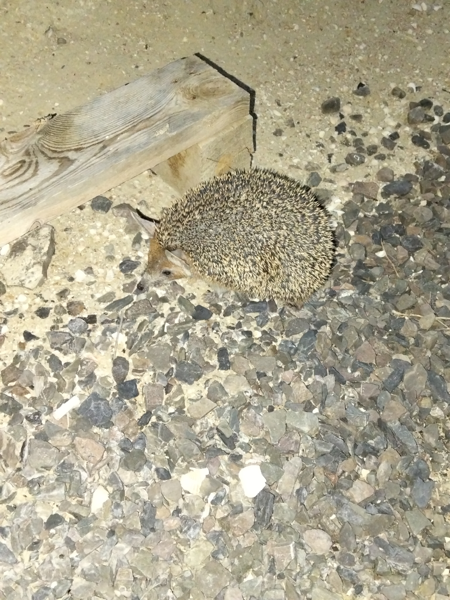 A hedgehog is seen on a ground covered with small stones and sand. A piece of light-colored, weathered wood is positioned in the upper left quadrant of the image, partially obscuring the ground. The hedgehog is curled up, facing to the left and slightly down, with its quills clearly visible. Its head is extended, showing its snout and one eye. The lighting suggests it may be nighttime or a dimly lit area. The location is identified as the village of Taushyk rural district, Kazakhstan.