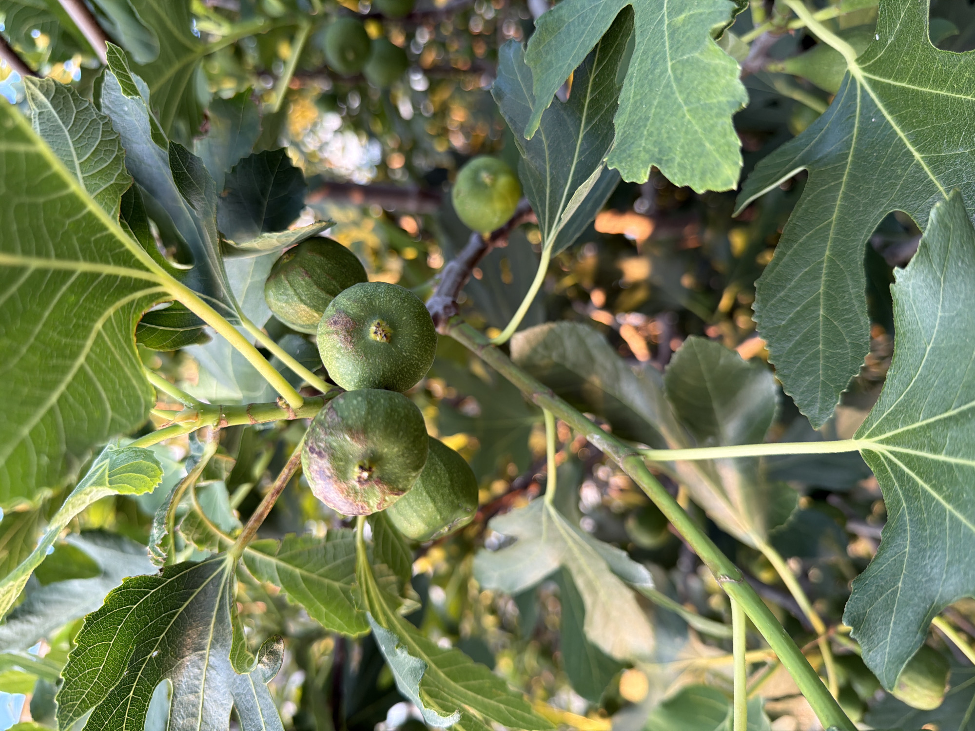 The image depicts a close-up view of unripe figs on a tree. Several green figs, some with reddish-brown markings, are visible, attached to branches with large, lobed green leaves. The background is blurred, showing more green foliage and soft, bokeh-like lights, suggesting an outdoor setting, possibly a garden or orchard. The lighting indicates it might be late afternoon or early morning. The scene is natural and calm. There are no people or man-made structures immediately visible in the frame, and no specific indication of the city of Pazardzhik, Bulgaria.