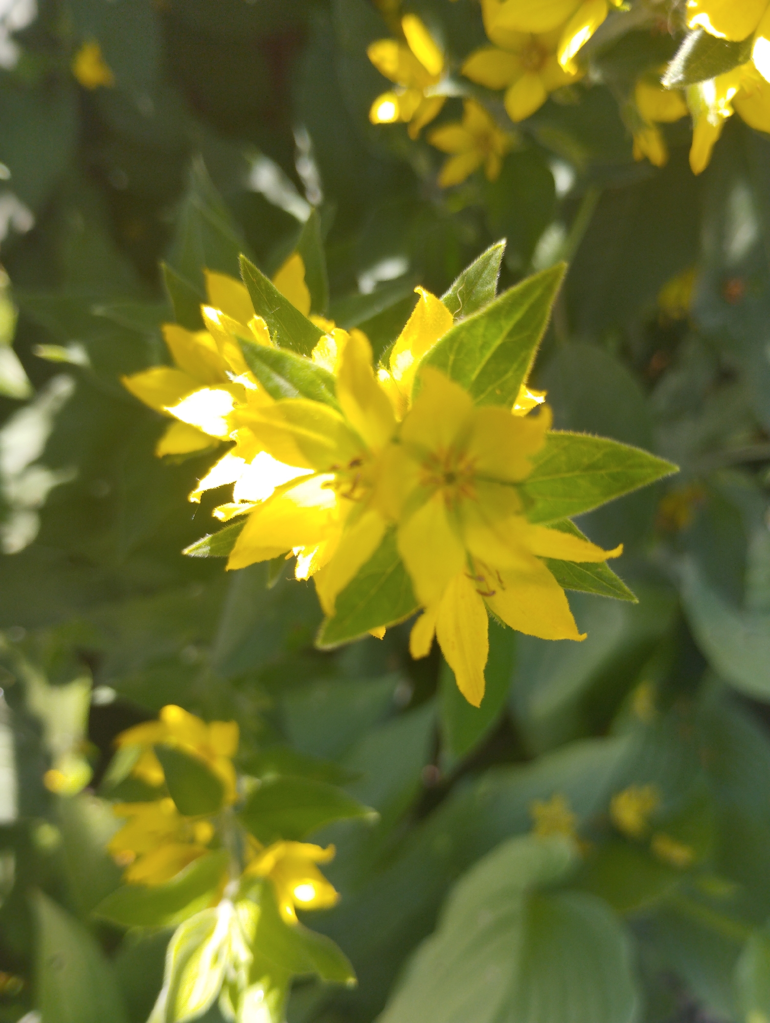 The image is a close-up, eye-level, outdoor shot of yellow flowers with green leaves, illuminated by sunlight. The flowers have multiple petals and appear to be growing in a cluster. The background consists of more green foliage, some of which is out of focus. The lighting creates bright highlights on the petals. There are no people or man-made objects visible in the image. The location in Voroshylivka, Ukraine is not discernible from the image itself.