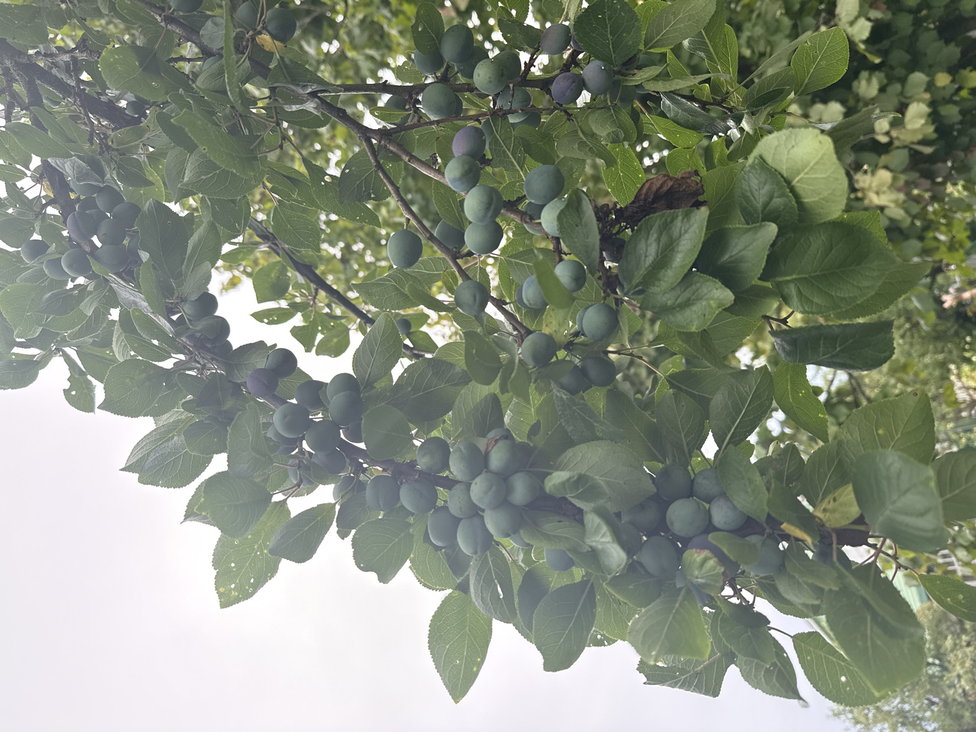 The image shows a close-up view of a plum tree branch laden with unripe green and purple plums, set against a bright, overcast sky. The leaves are lush and green, some showing signs of natural wear. The branches are dark and woody. The scene is located in a garden or orchard environment, potentially a dacha or allotment garden, as suggested by the location "Дзержинец-83 Снт, Russia." No people or animals are visible. The lighting indicates an outdoor setting with diffused daylight.