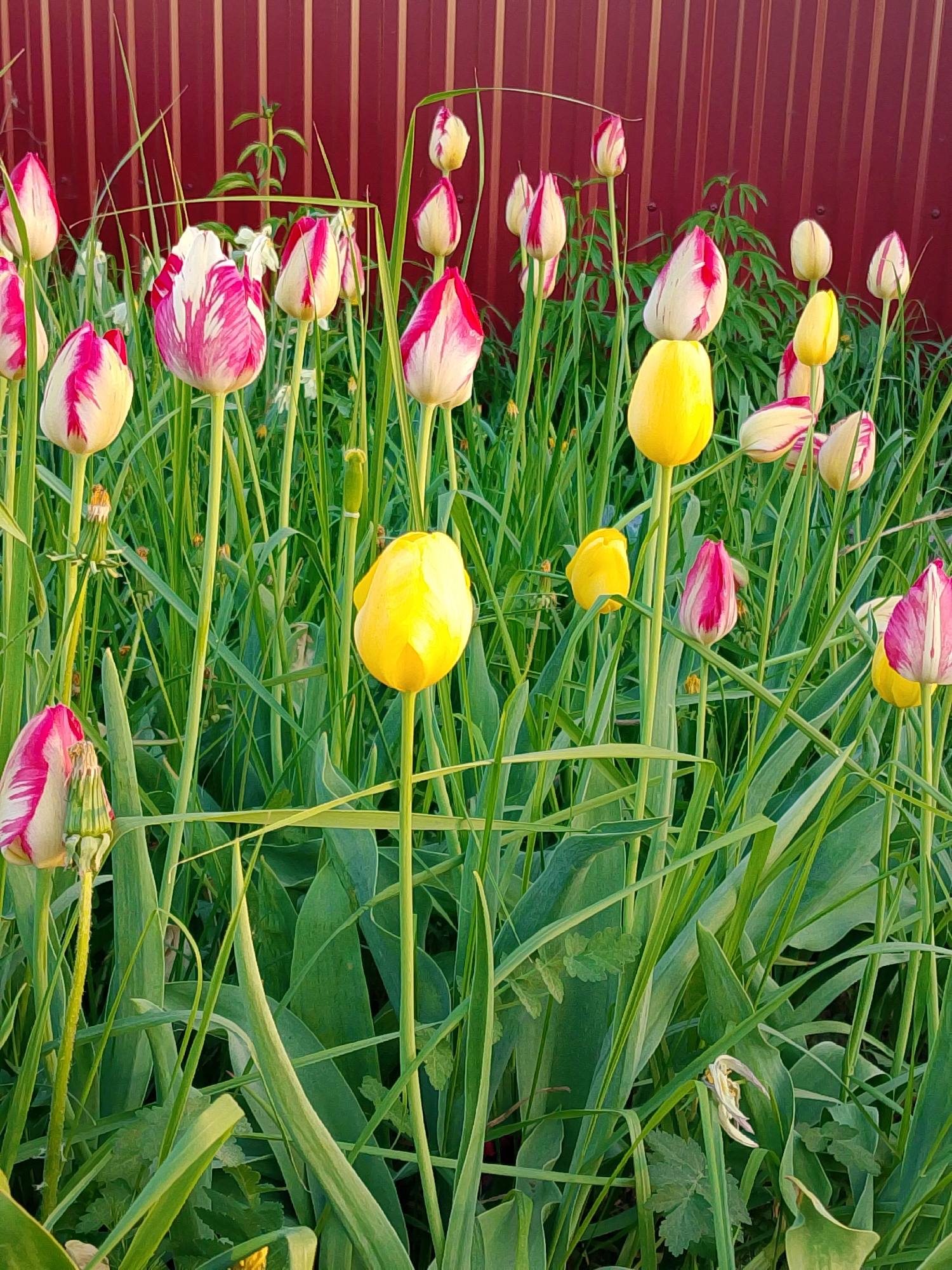 The image shows a dense patch of tulips in a garden or field, set against a red metal fence. The foreground is dominated by lush green grass and tulip foliage. The tulips are of two main varieties: yellow and a white and pink variegated type. Many of the tulips are closed or only partially open, suggesting they may be in bud or just beginning to bloom. The scene is likely outdoors, in Прикамский, Russia, given the provided location, and is bathed in natural light.