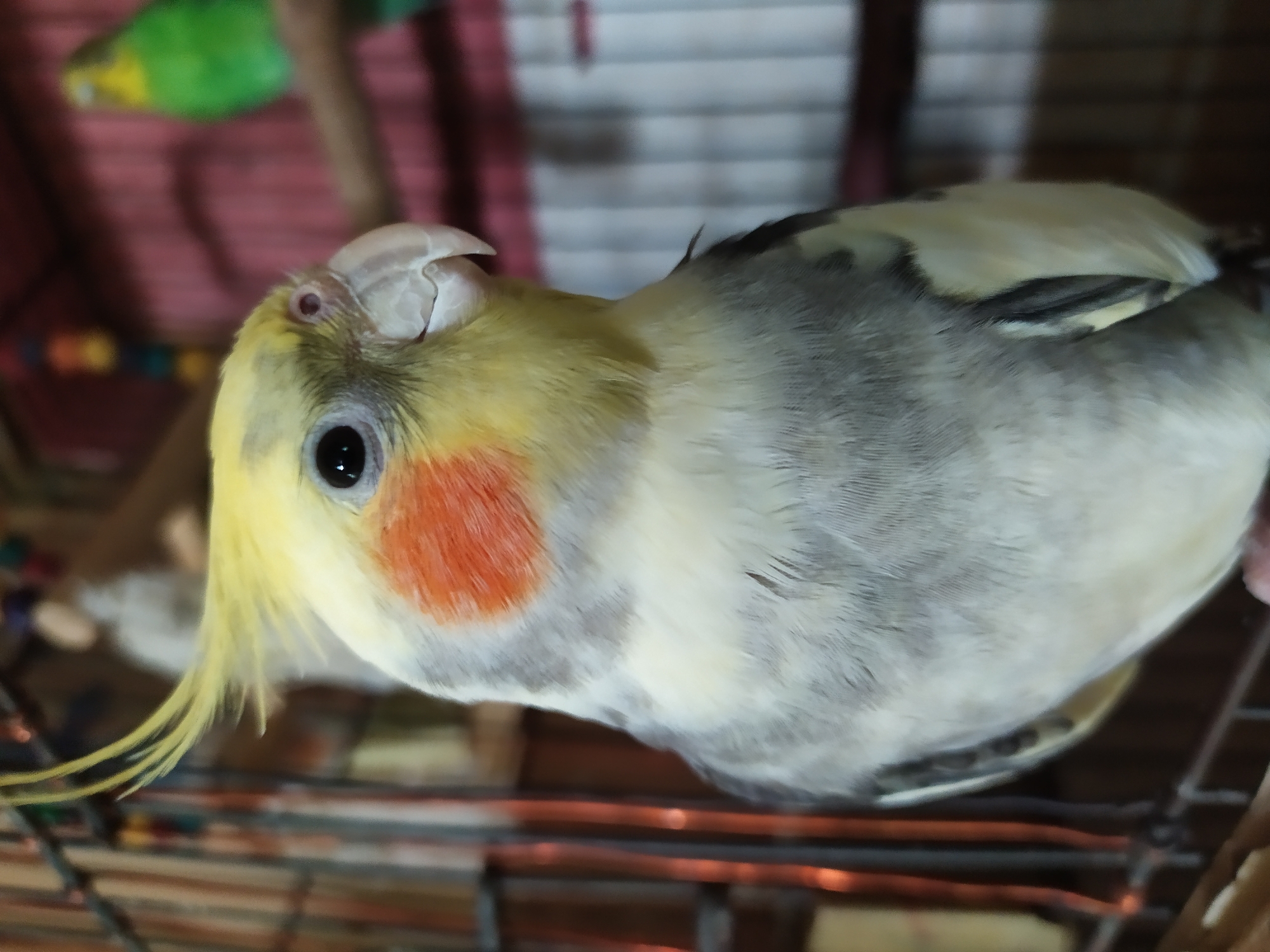 A close-up, eye-level shot features a cockatiel with a yellow crest and orange cheek patches. The bird is positioned on the left side of the frame, looking to the right. Its body is primarily gray and white, with some yellow accents visible. In the blurred background, another green bird can be seen perched on a wooden dowel. The scene appears to be indoors, with cage bars in the foreground and a pink and white checkered curtain or fabric in the background. There is no indication of the city of Bilajari, Azerbaijan, or any specific environmental context beyond what is visible.