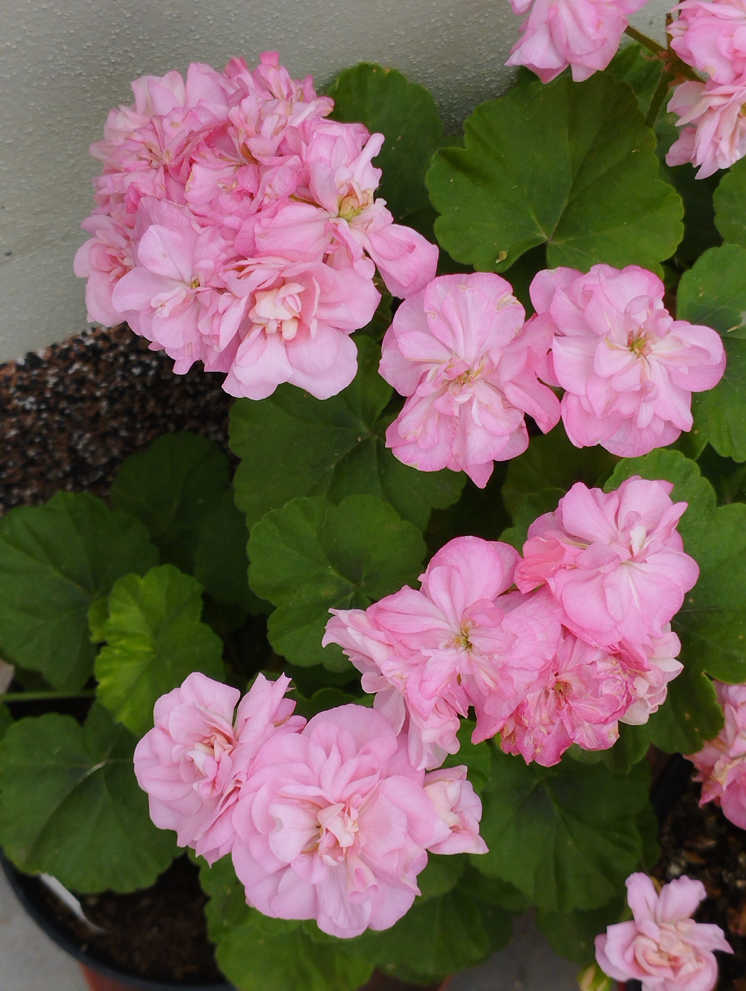 In the city of Hospozín, Czechia, a close-up, overhead view captures a cluster of vibrant pink double geranium flowers. The blossoms, in various stages of bloom, display delicate, layered petals that range from pale to deep pink. Lush green leaves with distinct lobes provide a verdant backdrop, some showing slight yellowing. The flowers are planted in a dark pot, with visible soil and small dark pebbles. In the upper left of the frame, a textured, light-colored wall and a darker, granular surface suggest an outdoor setting, possibly a patio or garden. The lighting is even, highlighting the intricate details of the flowers and foliage.