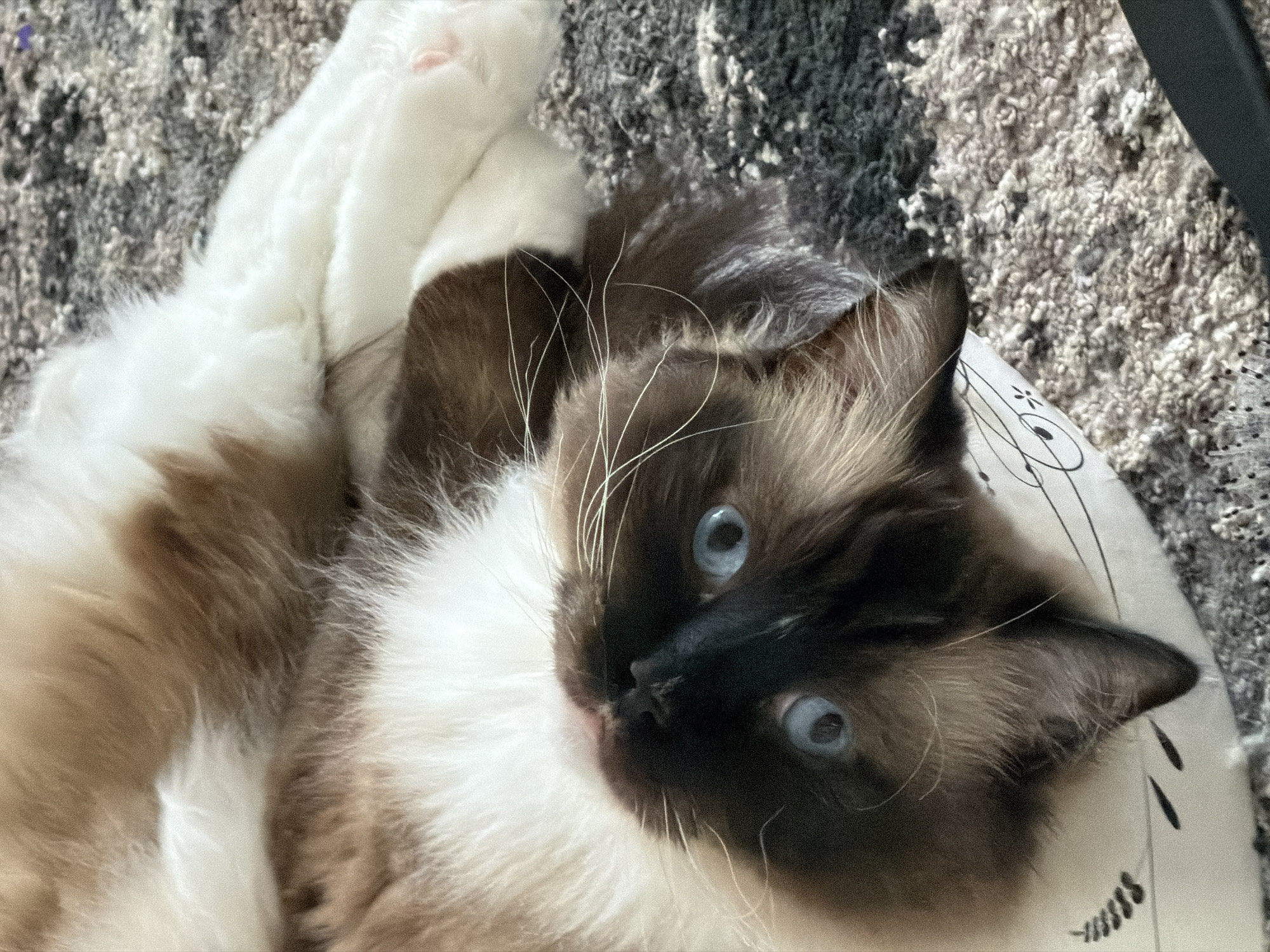A Ragdoll cat with blue eyes, brown and white fur, and long white whiskers is lying on its back on a fluffy gray carpet. The cat is on top of a white pillow with a black line drawing of a cat face on it. The cat's paws are visible, and one has a pink toe bean. The cat's head is tilted to the side, and its eyes are wide open, looking directly at the camera. The image is a close-up shot, focusing on the cat's face and upper body. The lighting is natural, casting soft shadows. This scene could be located in a home in Rijswijk, Netherlands, where the cat is relaxing on a carpeted floor.