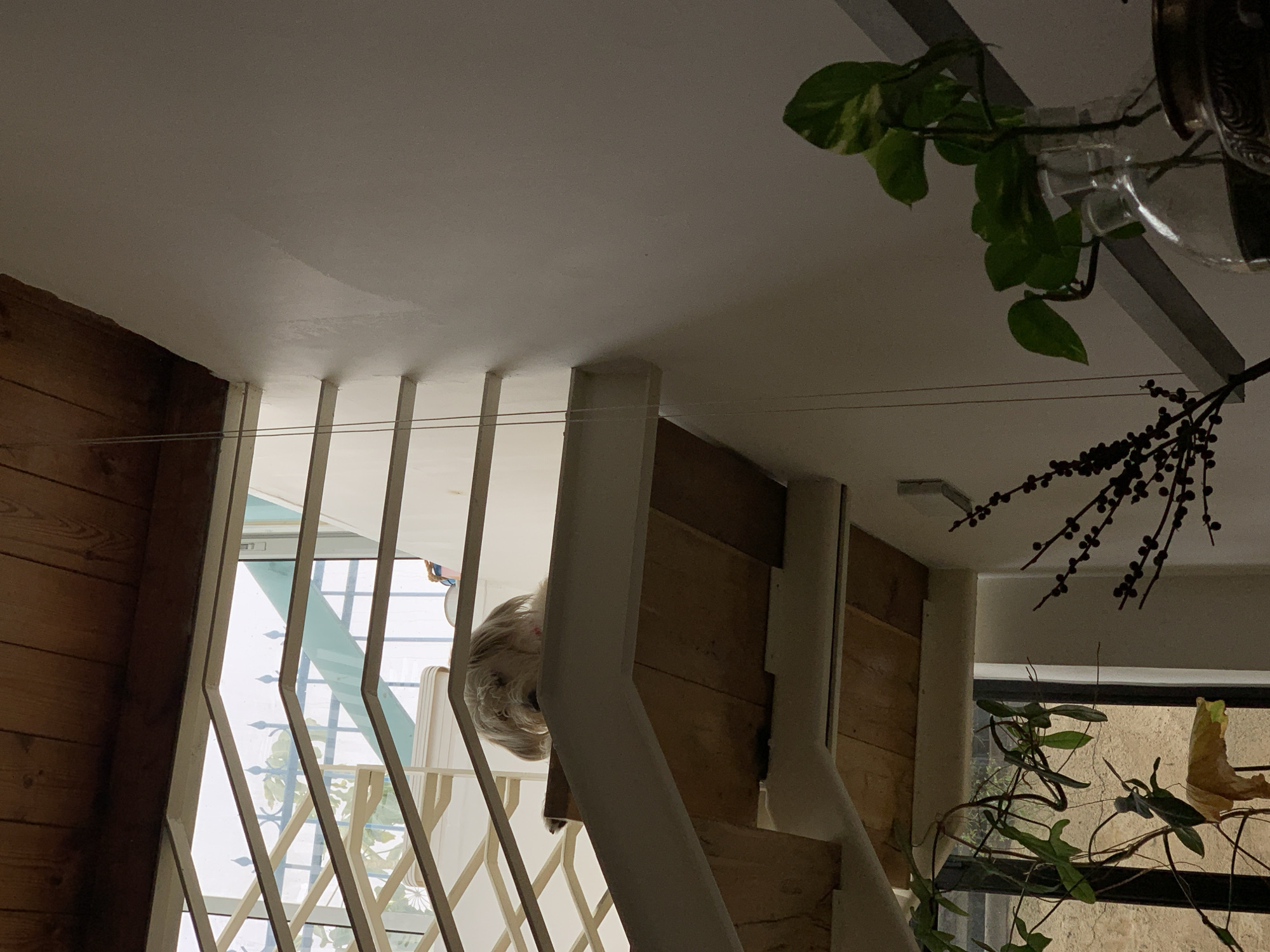 A skewed, eye-level interior shot shows a partial view of a staircase through a diamond-patterned railing, a dog on the stairs, and plants hanging from the ceiling. The scene has a mixture of natural light coming through the railing and artificial light within the space. The image is of the interior of an apartment in Tel-Aviv, Israel. The time of day is likely late afternoon or early evening.
The stair railing consists of multiple white bars forming diamond-shaped openings. Beyond the railing, natural light illuminates the scene, revealing an indistinct cityscape through a window. A small dog is situated on the staircase; its head and upper body are visible, but its features are obscured by its fur. The staircase is constructed from light-colored wood.
In the upper right corner of the frame, a potted plant with green and yellow leaves hangs from the ceiling. To the right of the staircase, another plant with sparse green foliage is seen in front of a window. The ceiling is white. The wooden wall is visible to the left of the staircase.