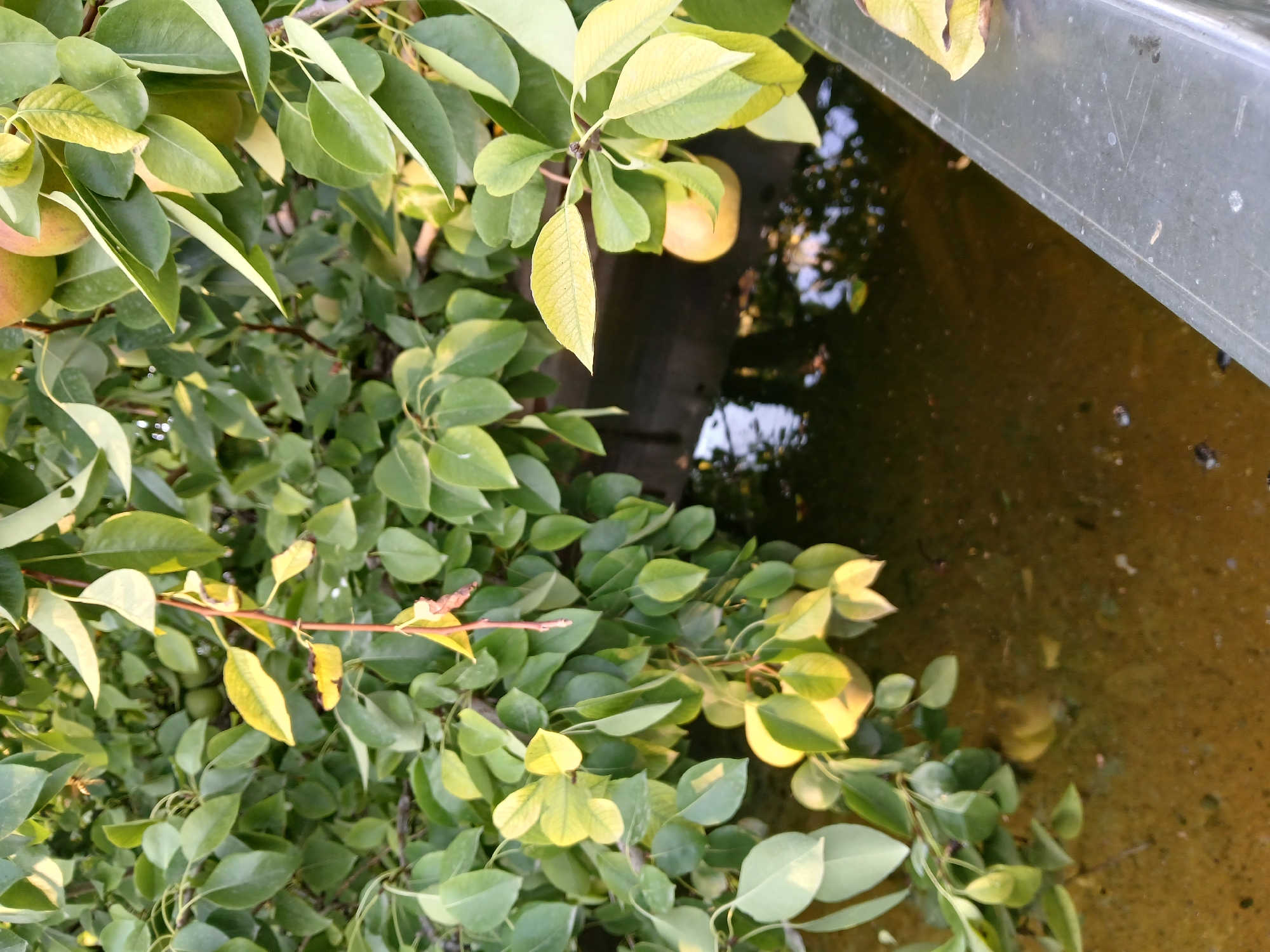 A close-up, angled shot shows a branch of a pear tree with green leaves and several pears. Some of the leaves are yellowing, and some of the pears are a light green color, while others appear to be ripening with a blush of pink or red. Below the branch, a body of murky, brown water is visible, with reflections of the leaves and sky. A metal railing runs along the bottom right of the frame, with a single yellowing leaf resting on it. The scene appears to be outdoors, possibly in a park or garden in Коктал, Kazakhstan, given the context. There are no people or animals visible in the image.