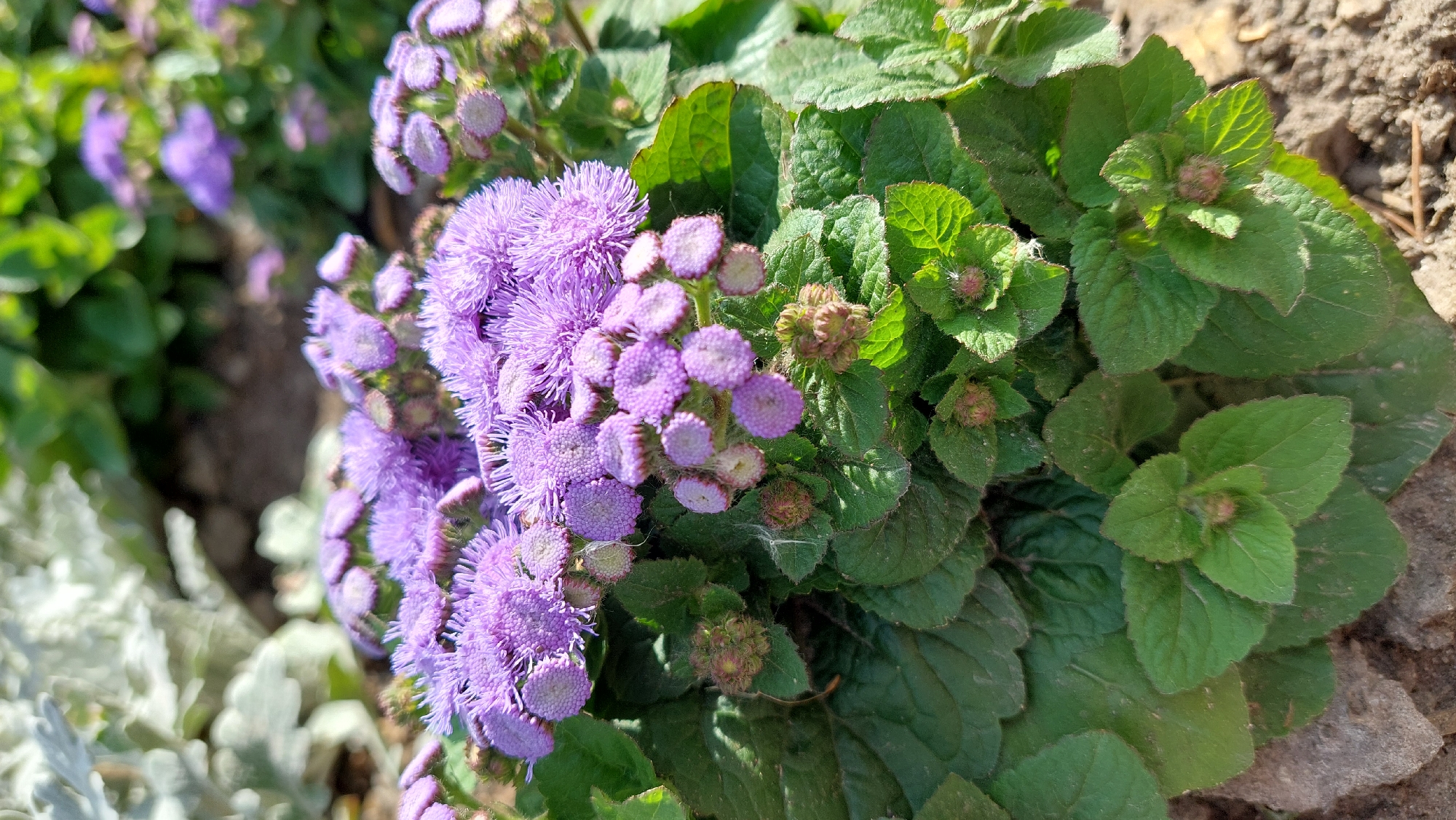 The image presents a close-up, slightly overhead view of a vibrant flowering plant, likely in a garden setting, under bright daytime conditions. The dominant subjects are clusters of small, fluffy, purple flowers, characterized by their rounded, pincushion-like appearance. These flowers are shown in various stages of bloom, with many fully open and others appearing as tight, brownish-pink buds interspersed among the foliage.
The plant features numerous dark green leaves, some with visible veins and slightly serrated edges, providing a lush contrast to the purple blooms. To the right of the frame, some soil is visible, suggesting the plant is rooted in the ground. In the out-of-focus background, more purple flowers and green foliage can be discerned, along with a blurry patch of a silvery-gray plant to the lower left, possibly Dusty Miller, indicating a mixed planting. The bright, even illumination suggests a sunny day. No human activity or text is present in the image.