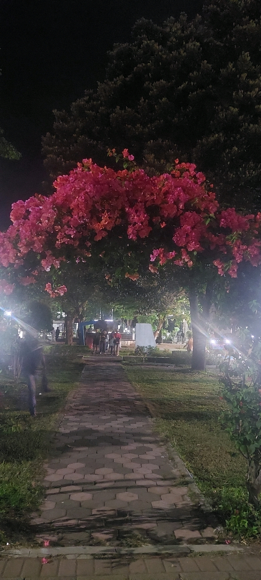 The image depicts a park at night in Lumajang, Indonesia, likely the Alun-Alun Lumajang, a central public square. A paved walkway, constructed of hexagonal stone tiles, leads into the park. The walkway is illuminated by artificial lights, casting shadows from surrounding trees. In the foreground, a person walks away from the camera on the left side of the path, their figure blurred by motion and low light. Further down the path, a group of individuals is gathered near a small building or stall. The park features lush green grass, trees, and vibrant pink bougainvillea flowers cascading from an archway formed by trees, creating a visually striking entrance. The overall atmosphere is serene and public, suggesting a gathering space for residents.