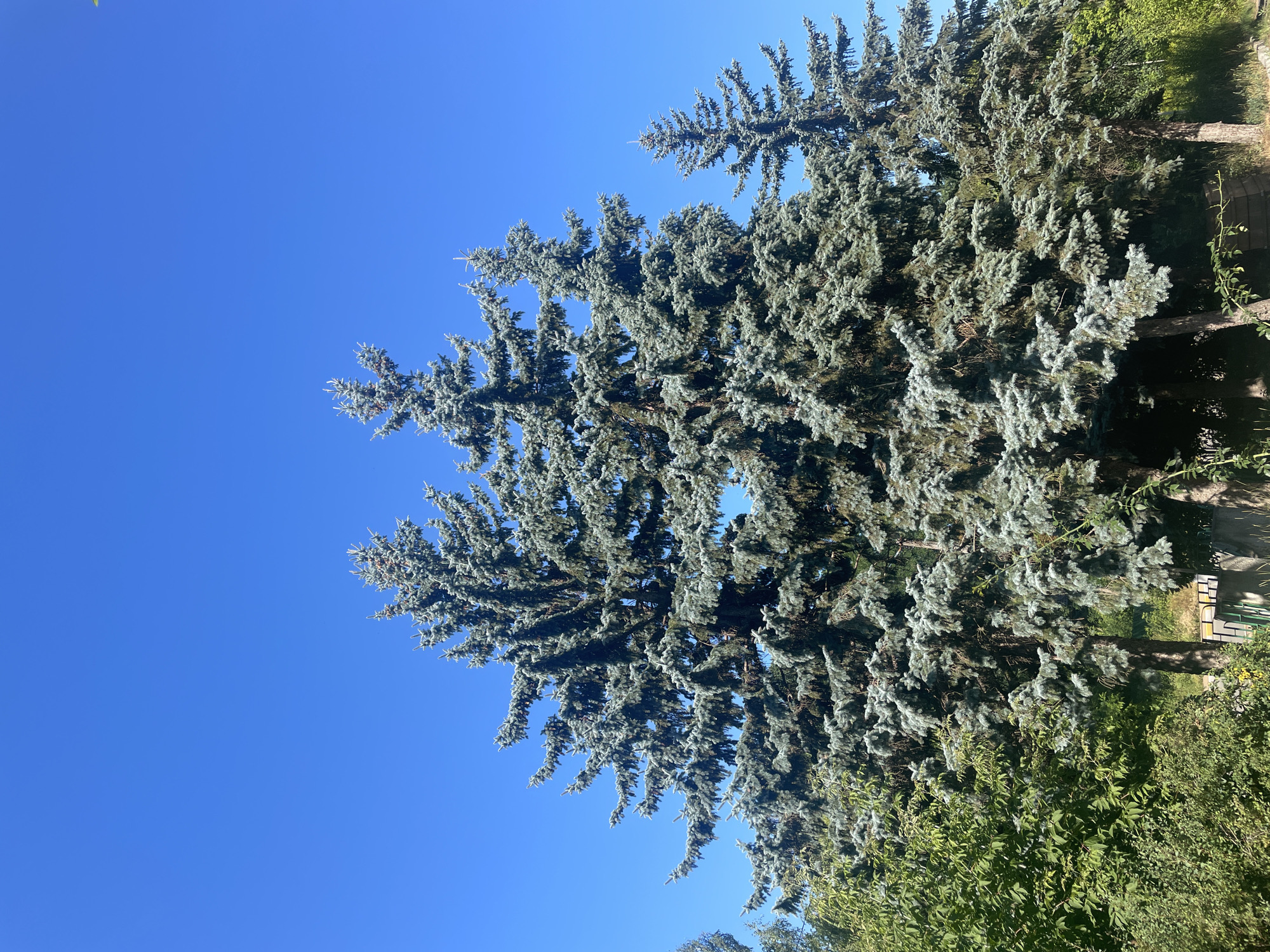 This is a photograph taken in Vorzel, Ukraine, on a clear day. The image features a cluster of mature blue spruce trees set against a vibrant, cloudless blue sky. The dense foliage of the spruces is a prominent element, with their characteristic needle-like leaves appearing in shades of blue-green. To the left, a section of lighter green deciduous trees and shrubs is visible, creating a contrast in texture and color. The lower portion of the image shows the trunks of the spruce trees and hints of what appears to be a fence or barrier structure and some debris on the ground. The overall scene conveys a sense of natural landscape within a potentially urban or suburban setting, with the clear sky suggesting fair weather.