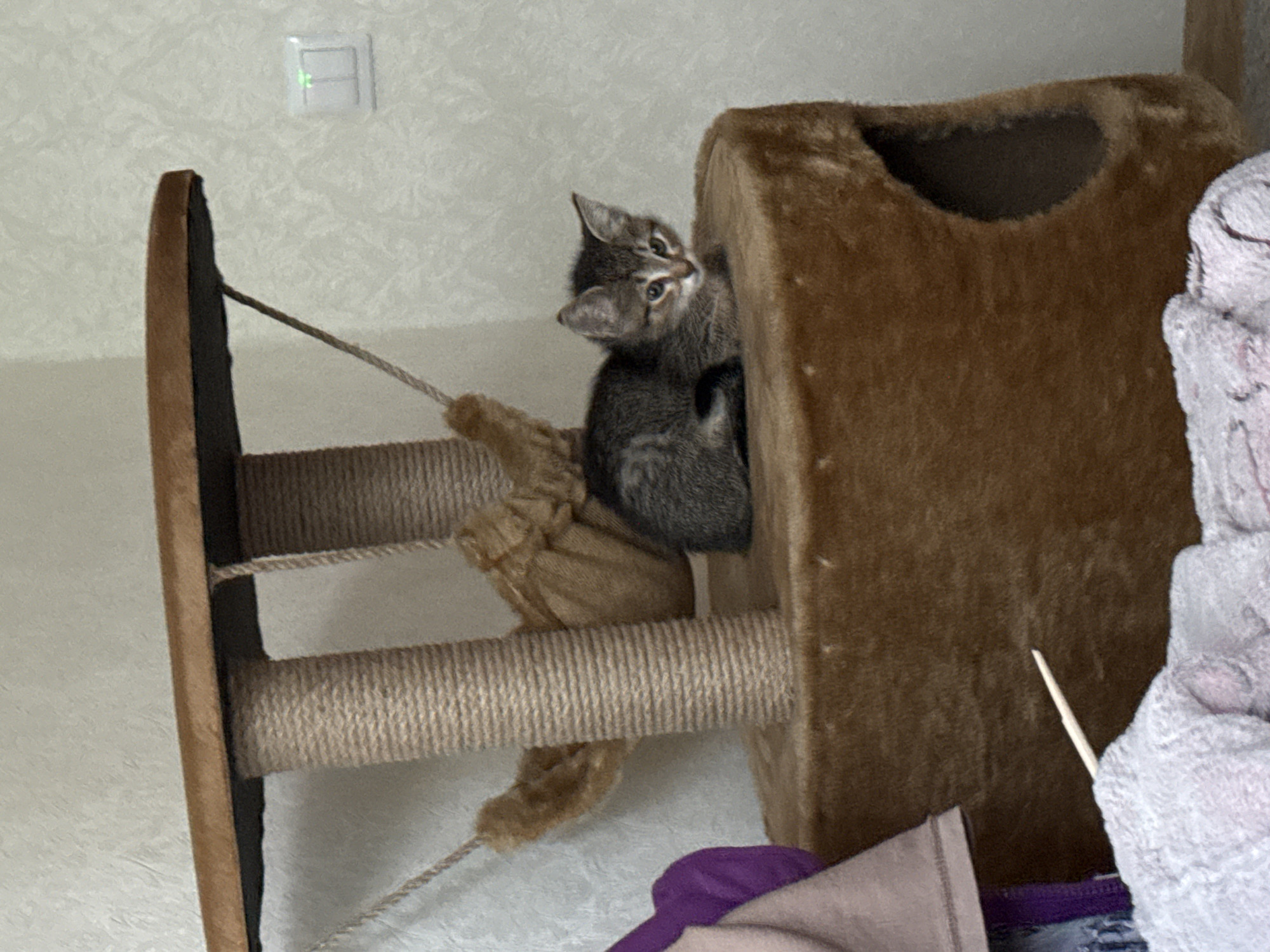 A small, tabby-patterned kitten is the central subject of this indoor photograph, playfully interacting with a multi-level cat tree. The kitten, with grey and brown striped fur, is seen peeking out from behind a plush, brown section of the cat tree. Its head is turned sharply upwards and to the left, with its bright eyes looking in that direction, conveying a sense of curiosity or engagement.
The cat tree is covered in a soft, brown carpet-like material and features posts wrapped in natural sisal rope, visible on the left side and in the lower central part of the image. An enclosed, cave-like section of the cat tree is partially visible on the right. On the far left, a curved scratching board or platform is integrated into the structure.
The background consists of a light-colored wall with a subtle, textured pattern. A white light switch, featuring a small green indicator light, is mounted on this wall in the upper left corner. The lighting in the scene is bright and even, consistent with an indoor environment. In the lower right foreground, blurred textiles in shades of grey, purple, and light brown are visible, along with a thin, light-colored stick. There is no visible text in the image.