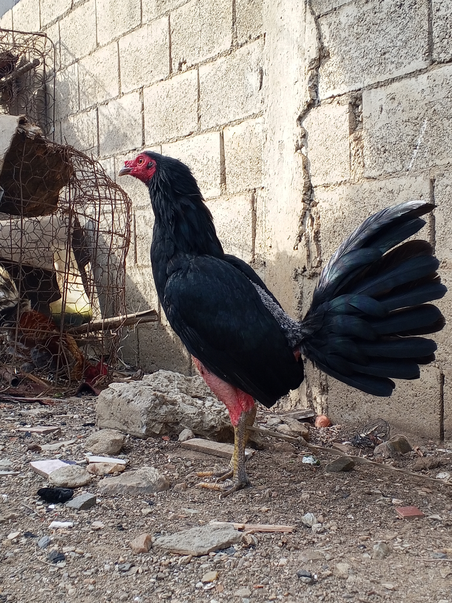 A black rooster stands on gravel next to a concrete wall in an outdoor setting. There is a wire cage visible in the background, partially obscured by debris. Another chicken is partially visible inside the wire cage. The location is in the city of Unknown, Unknown.