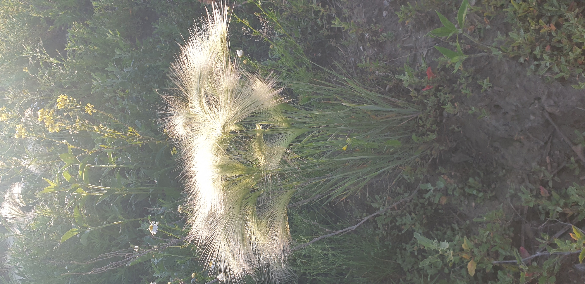 This image depicts a patch of wild vegetation, likely a meadow or field, bathed in the warm, diffused light of the setting sun. The focal point is a cluster of feathery grasses, their delicate seed heads illuminated by the backlight, creating a soft, ethereal glow. Surrounding these grasses are various other plants, including some with small yellow flowers and others with broader green leaves. The ground beneath is a mix of soil and low-lying greenery. The scene appears natural and undisturbed, suggesting an outdoor environment in a relatively undeveloped area. Given the prompt's specific request for location, it's plausible this image was taken in a park, a field on the outskirts of the city, or a natural area within or near Kostanay, Kazakhstan, where such wild flora would be common. There are no people or discernible man-made structures in the frame.