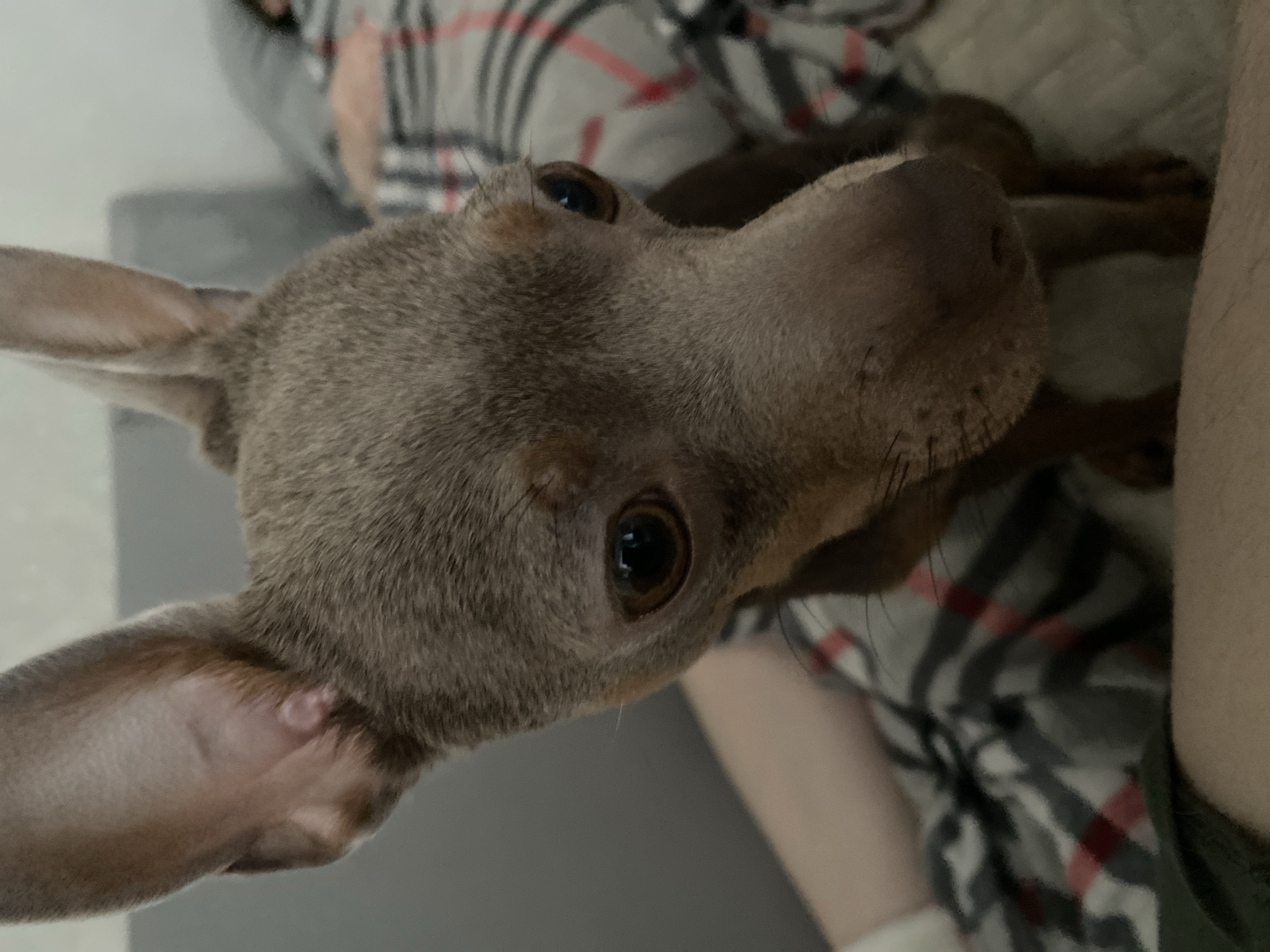 A close-up shot of a brown Miniature Pinscher dog. The dog is indoors, with its head tilted and looking up towards the camera. The dog's fur is short and smooth, and its eyes are dark and shiny. Behind the dog is a gray fabric, and partially visible is a person's arm and patterned fabric, suggesting the dog is lying or resting near a person. There is no visible information to suggest the location is the city of Chaikovsky, Russia.