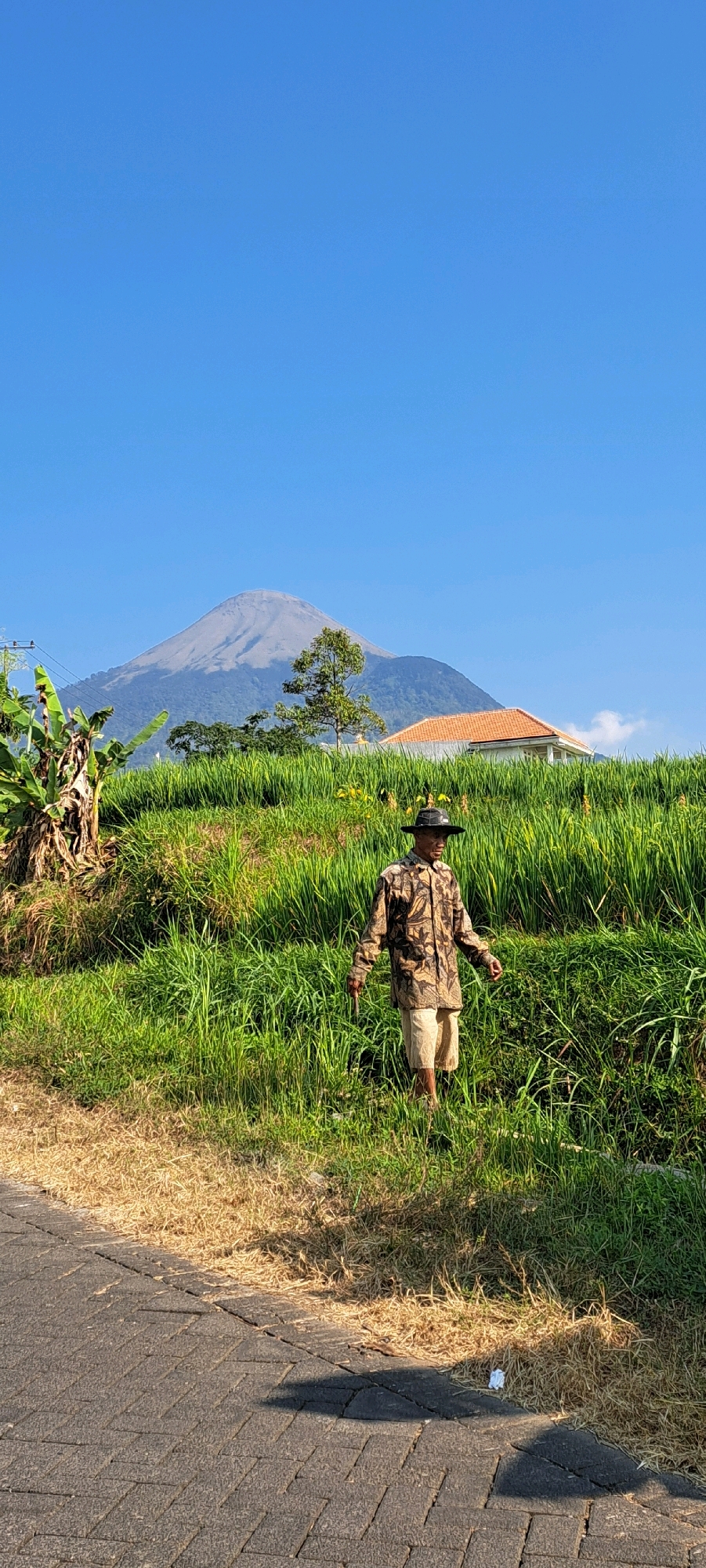 A man wearing a camouflage shirt, light-colored shorts, and a dark hat stands in a field of tall green grass. He is holding a thin stick in his right hand. To the left of the man, there are banana trees and a paved road. In the background, a large, light-gray volcano rises under a clear blue sky. To the right of the volcano, a building with an orange roof is visible. The overall scene suggests a rural or mountainous landscape in Sukoreno, Indonesia, on a sunny day.